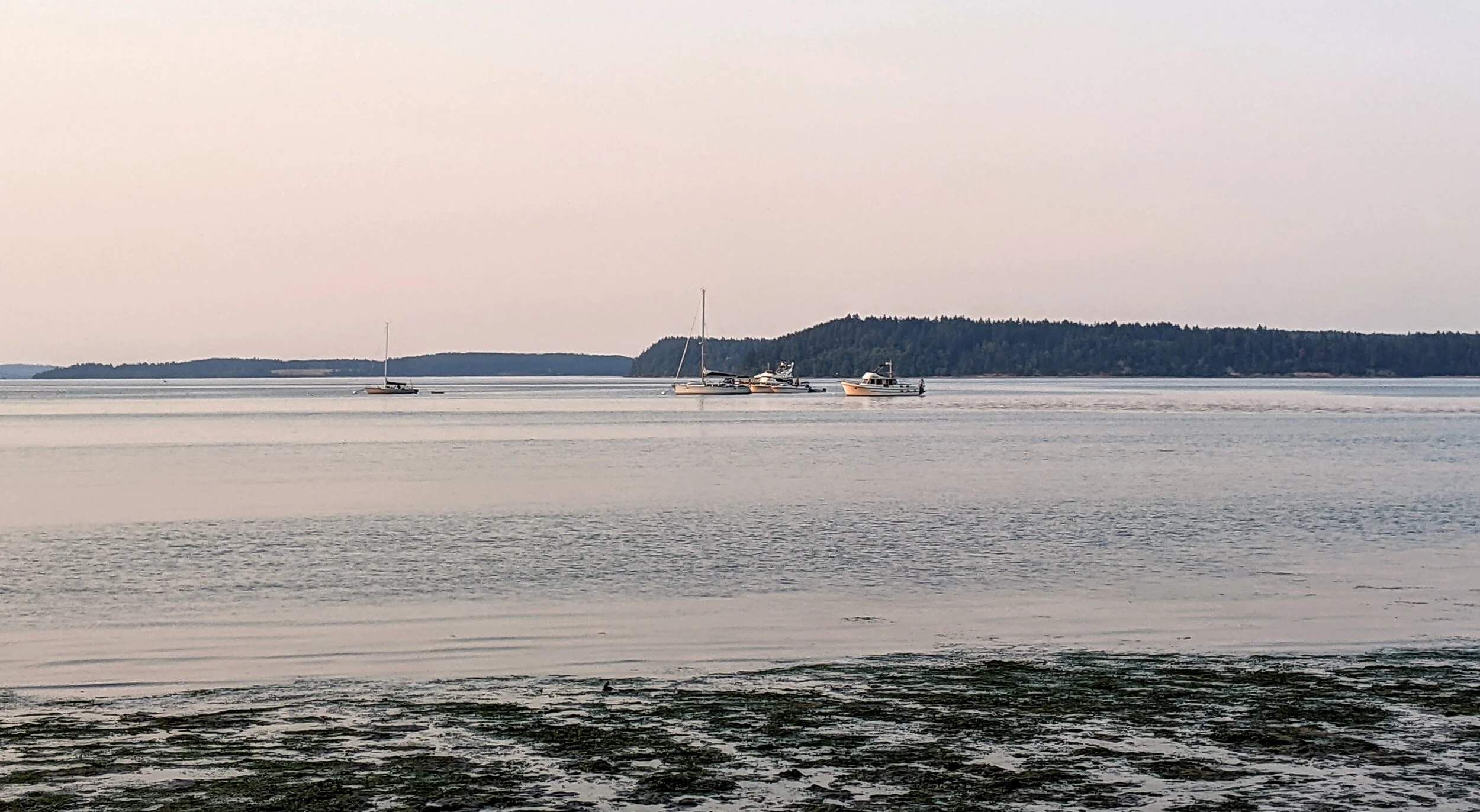 Shoreline wildlife at Tolmie