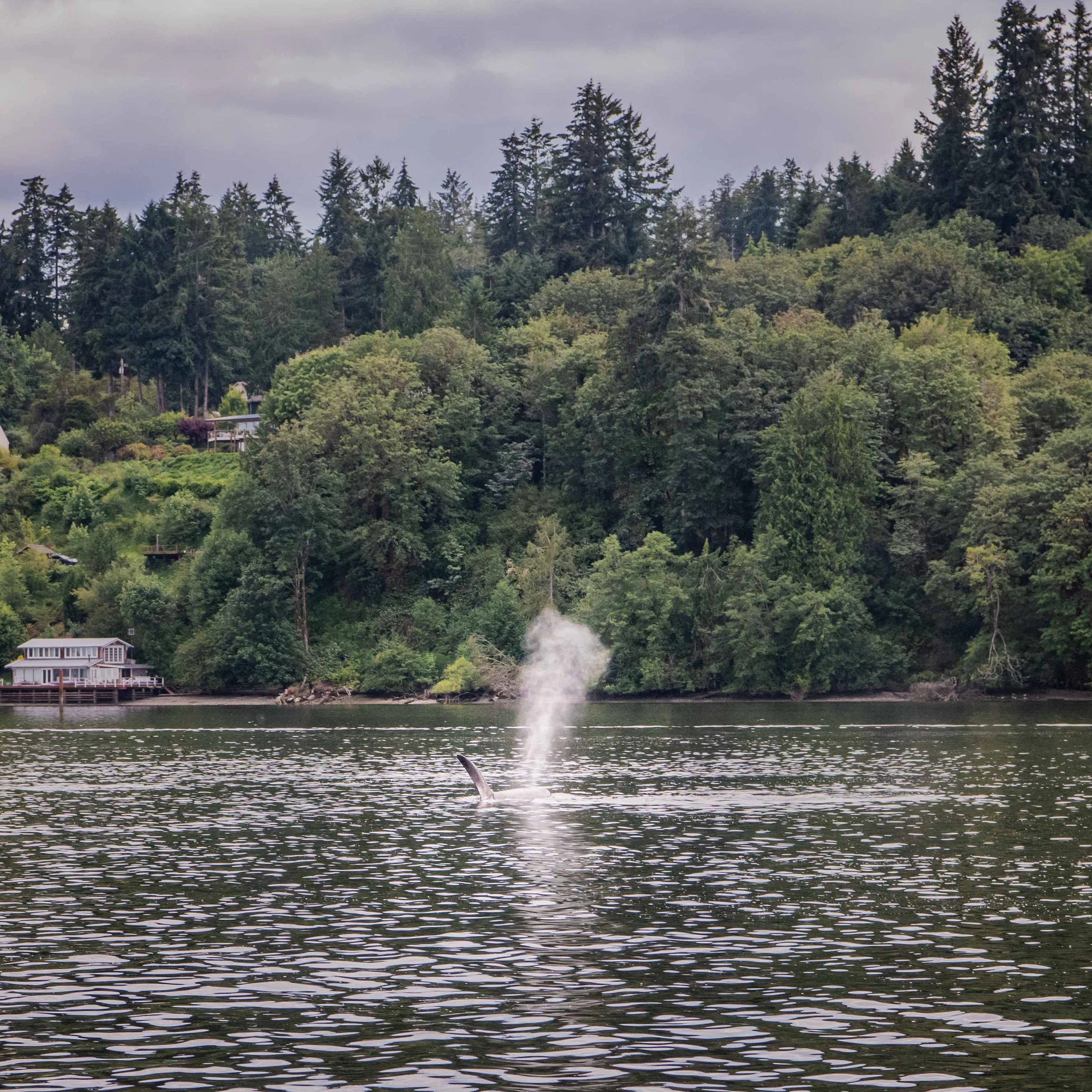Orca surfacing