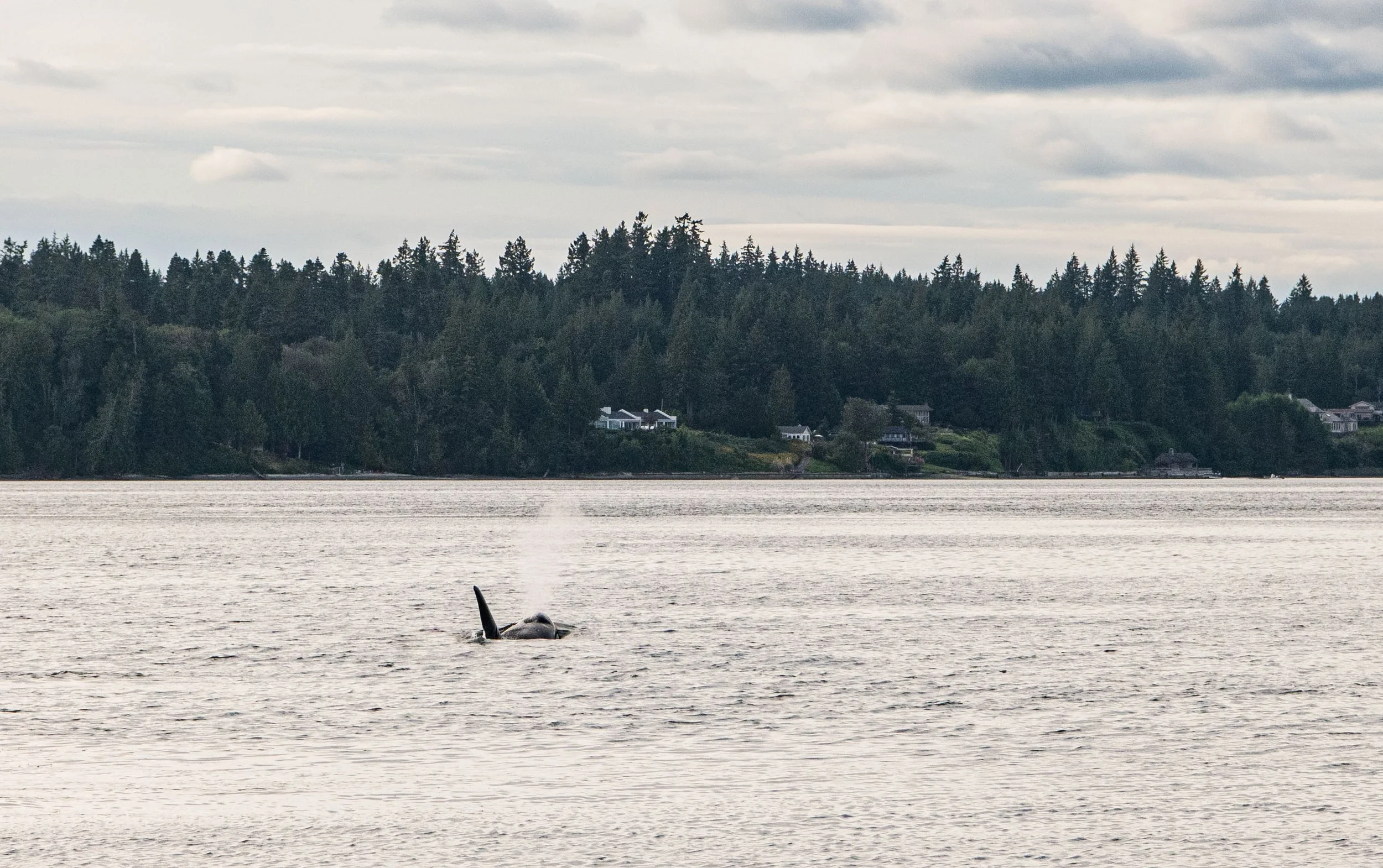 Orca breathing
