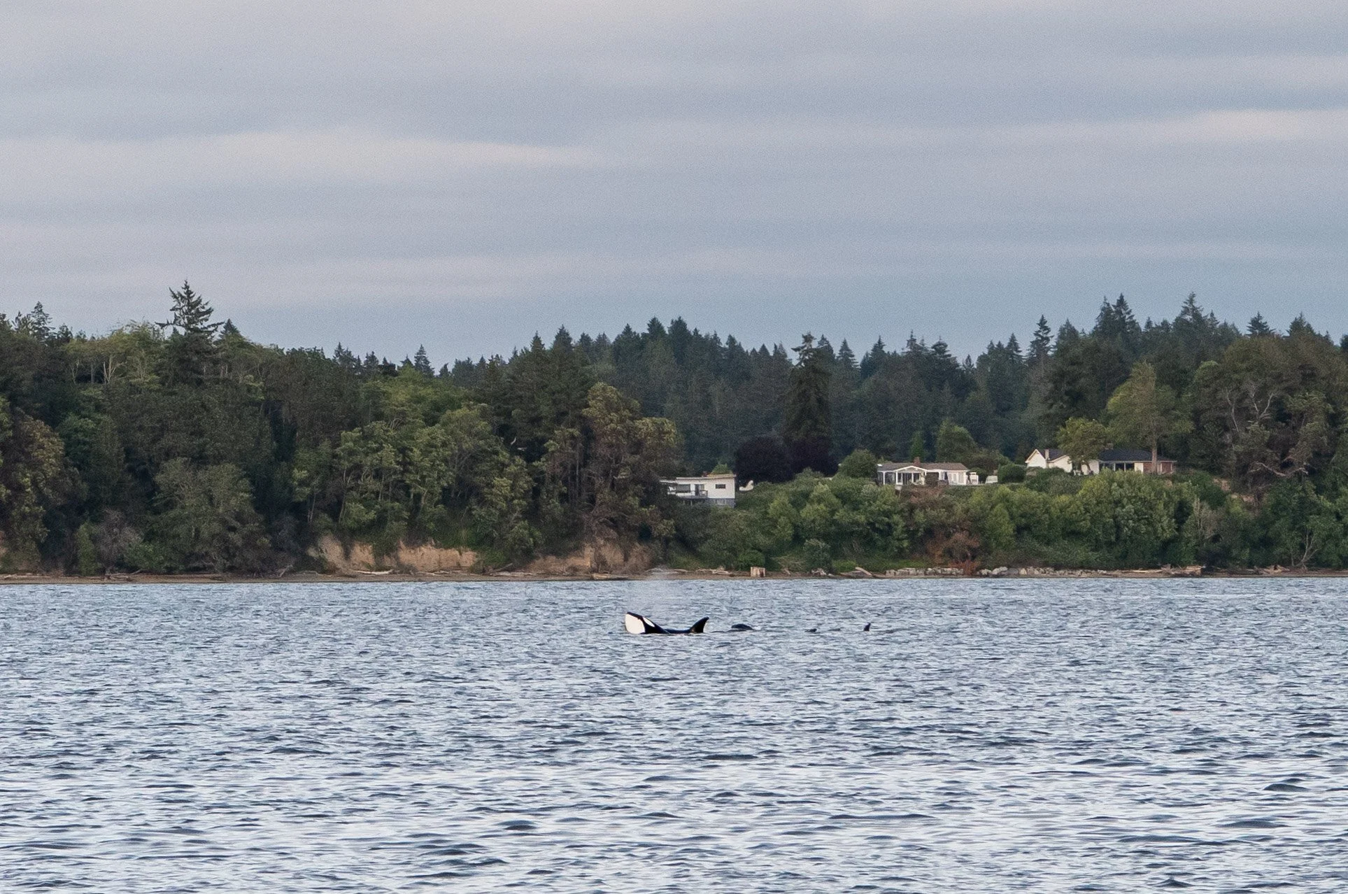 Orca in the distance