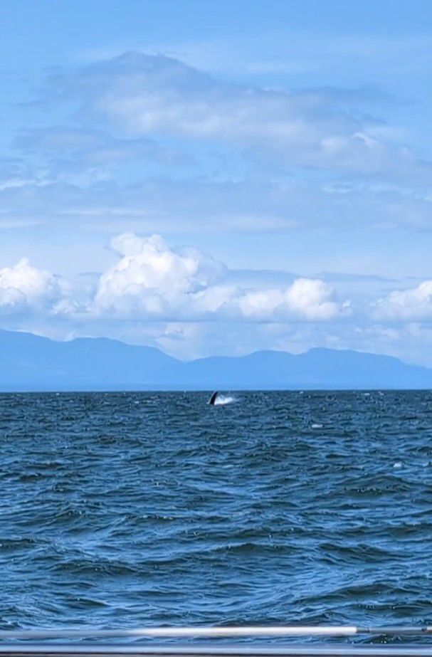 First humpback whale sighting of the trip breaching in the distance off the Sunshine Coast of British Columbia
