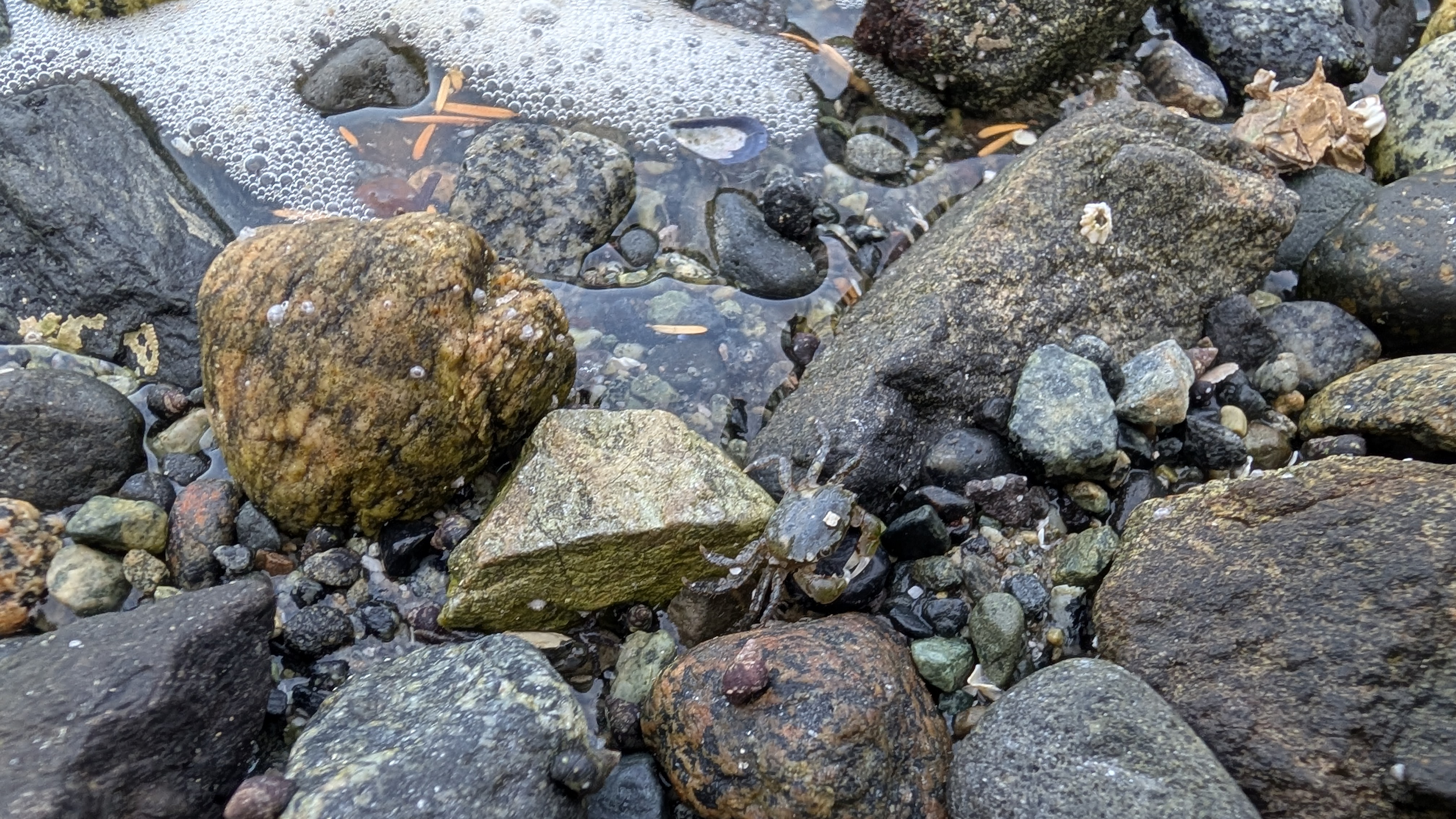 Close-up of moss-covered rocks in a tide pool at the beach on Forward Harbour