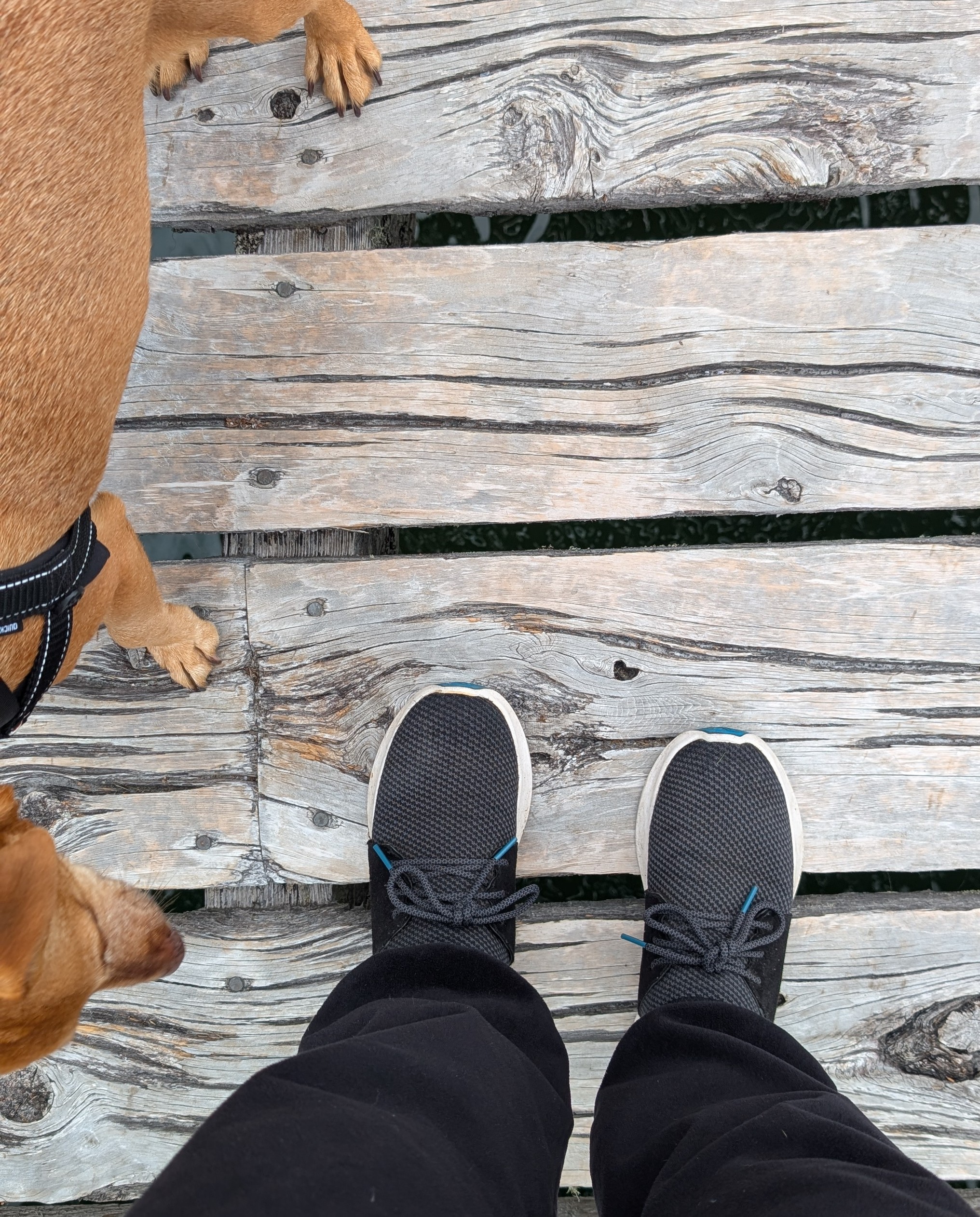 Maui&rsquo;s paws and Rachel&rsquo;s feet standing together on the weathered dock at Lagoon Cove