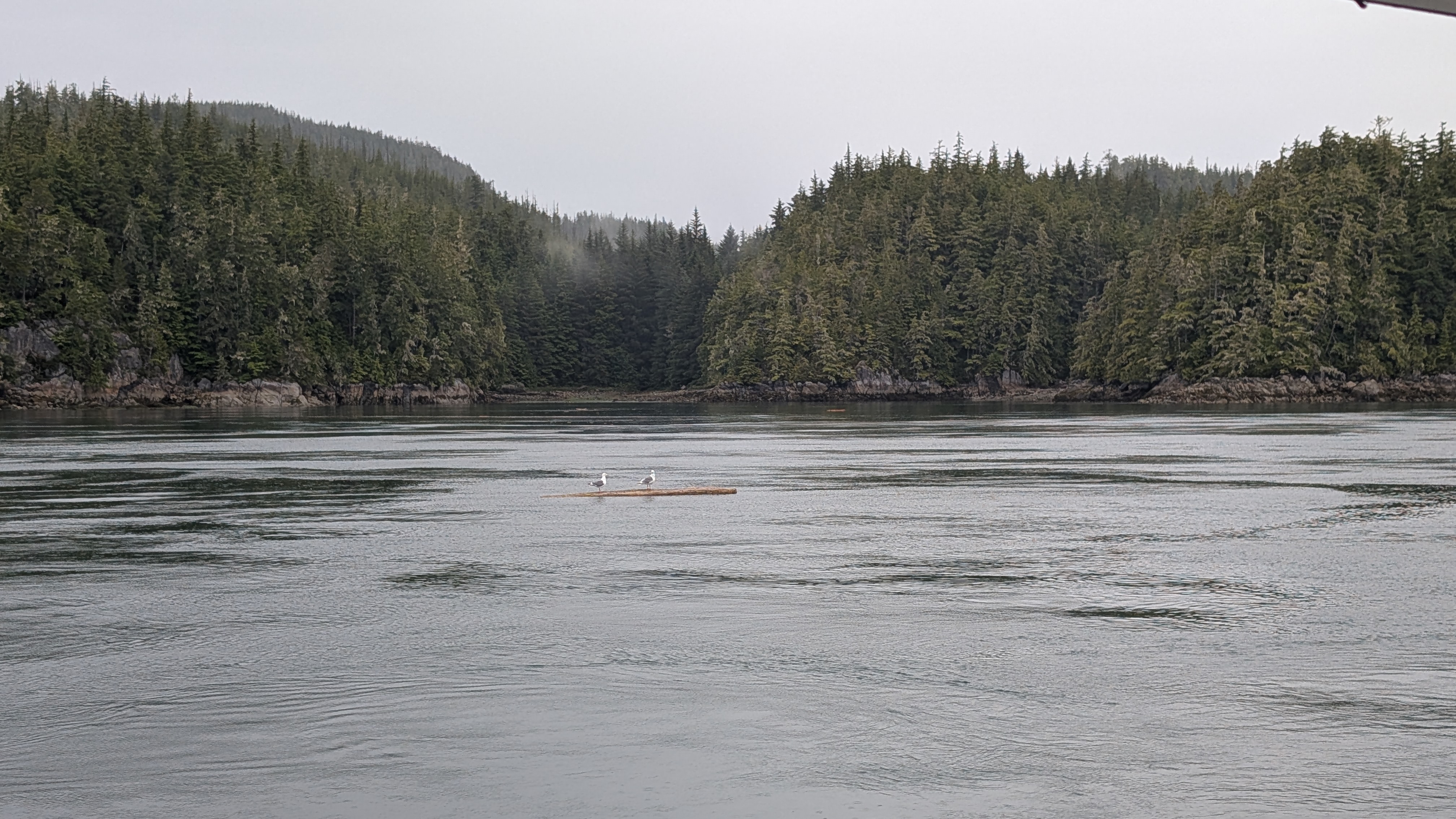 Seagulls perched on a floating log with forested coastline in the Broughtons