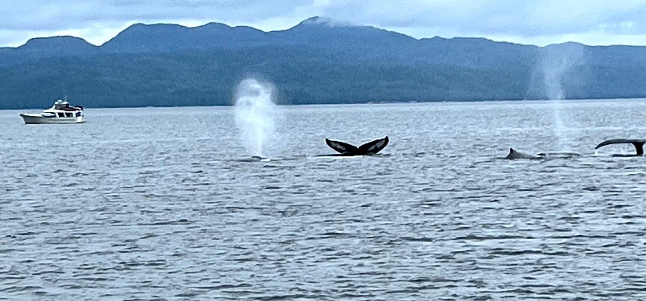 Humpback whales spouting and diving with tail flukes visible on the passage to Pruth Bay