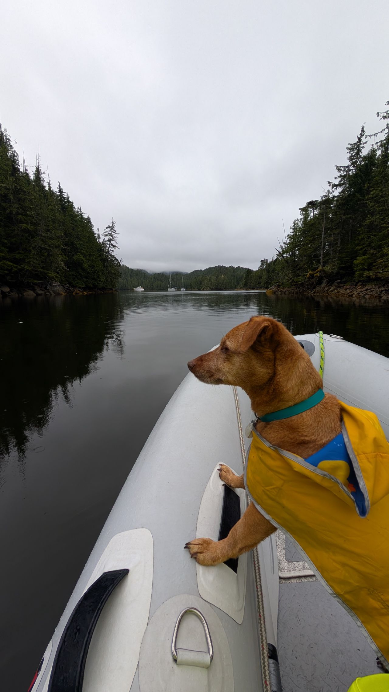 Maui in a yellow life jacket riding in the dinghy approaching the calm anchorage at Rock Inlet