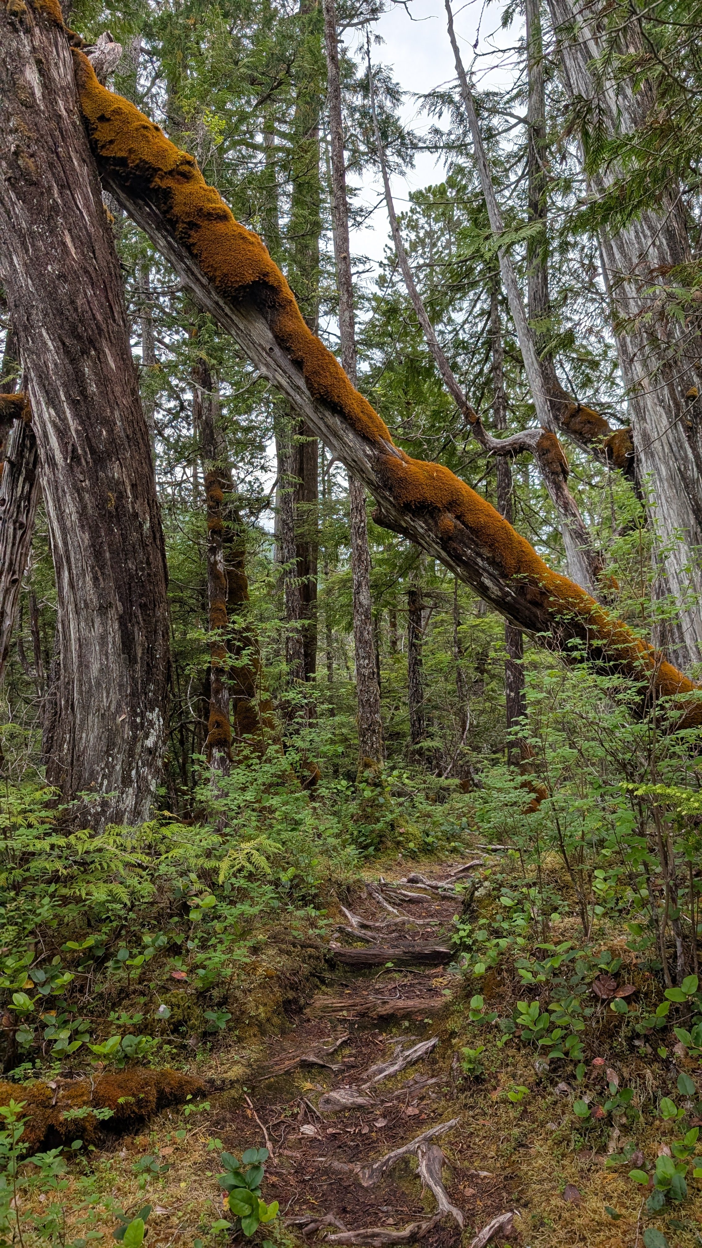 Moss-covered fallen tree arching over the forest hiking trail near Codville Lagoon