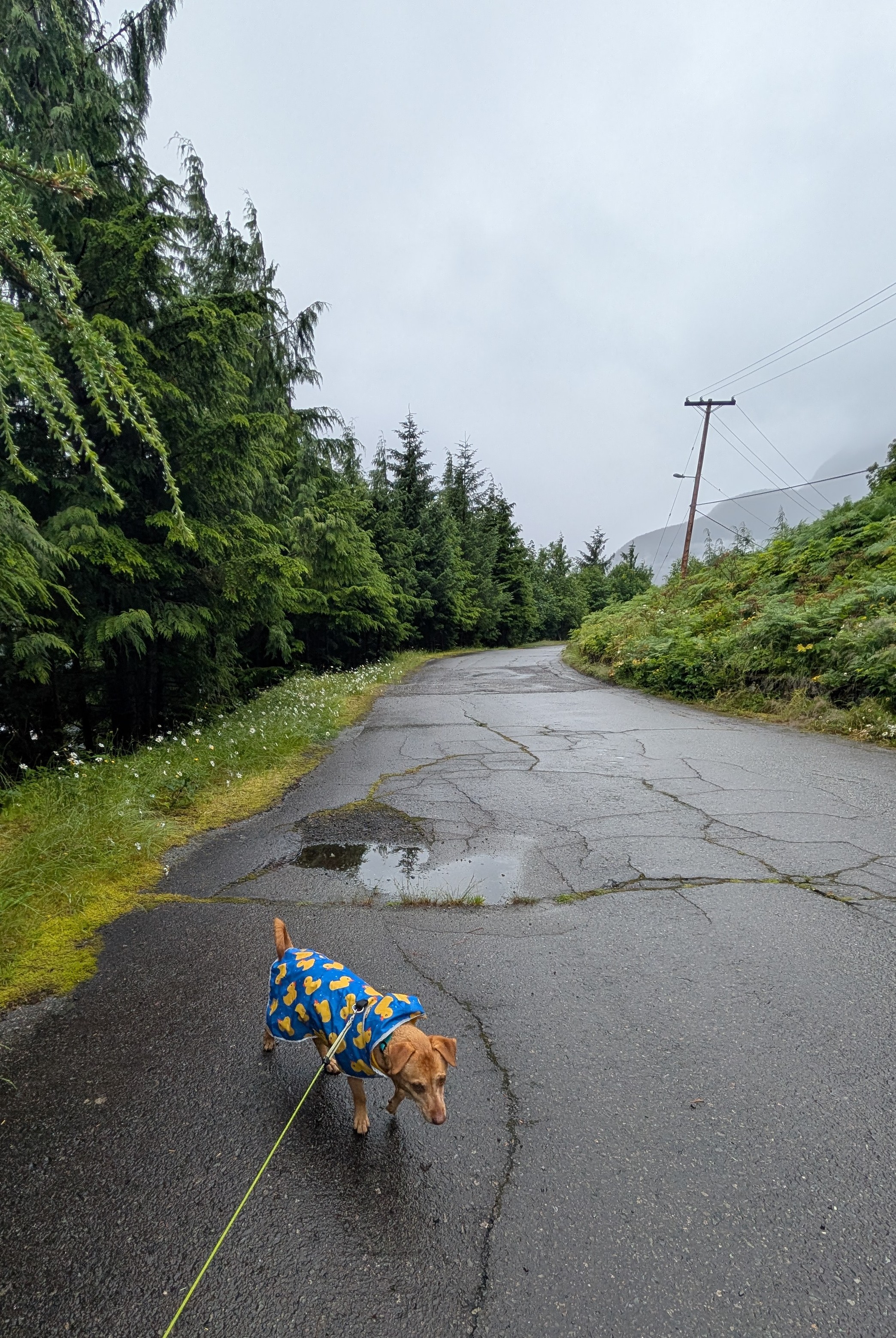 Maui wearing her blue raincoat walking on the quiet road through Ocean Falls