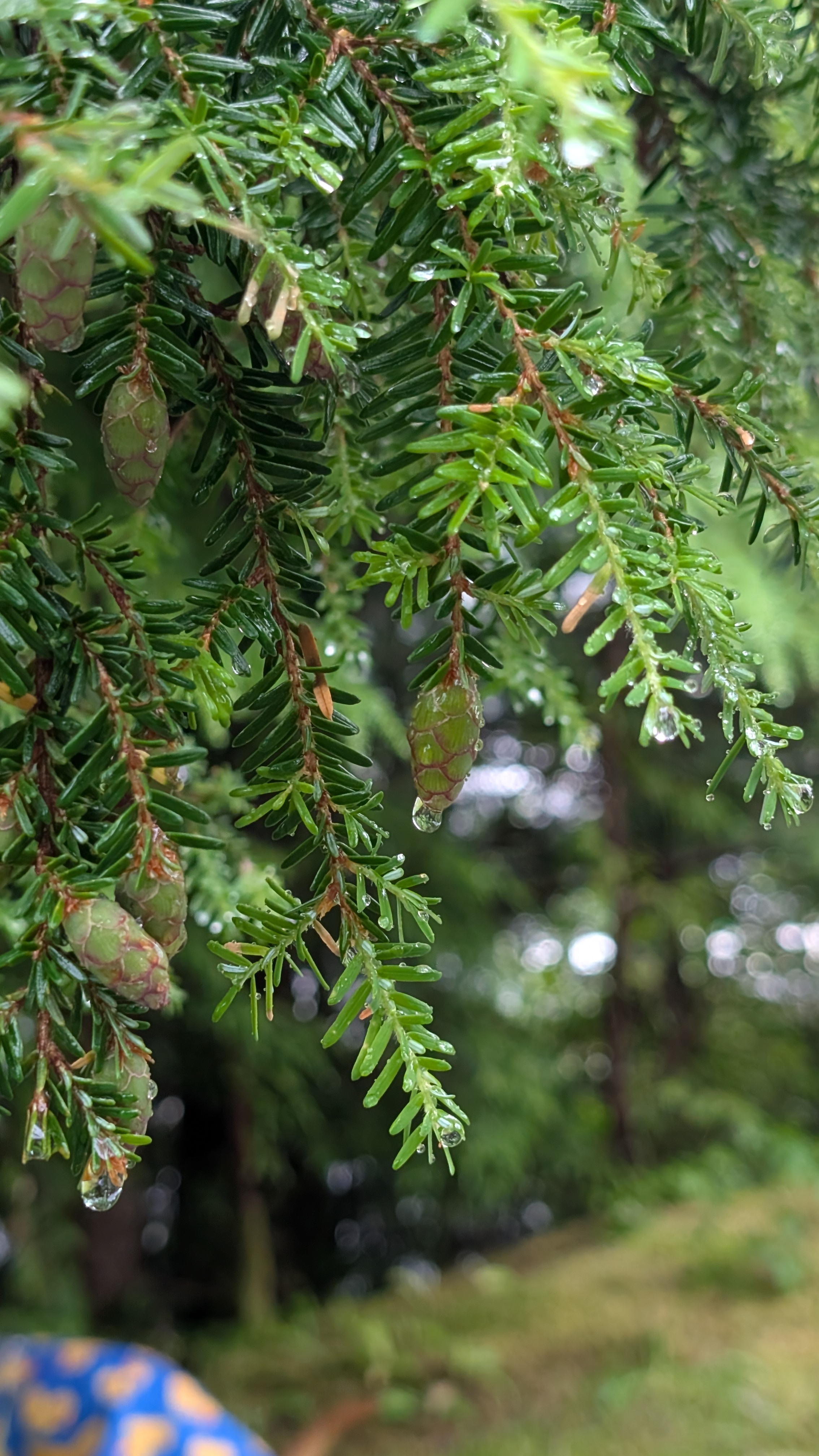 Close-up of rain droplets on hemlock branches with small pinecones in Ocean Falls