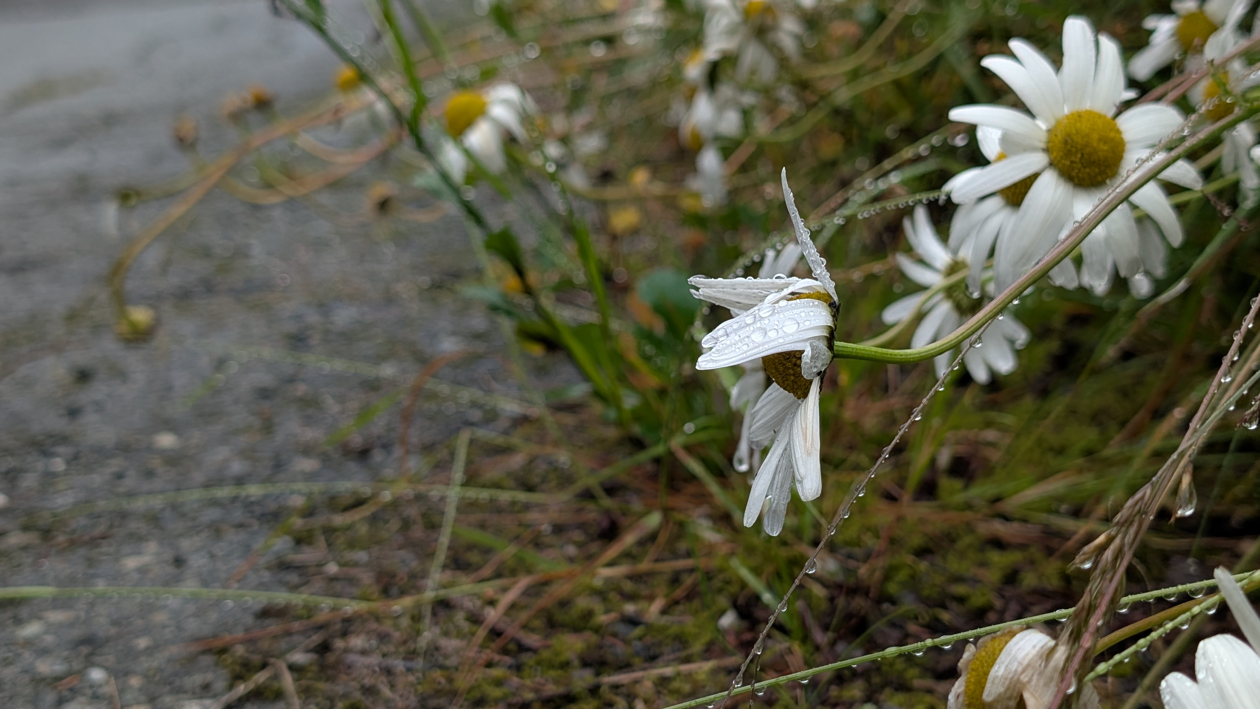 Rain-soaked daisies with water droplets along a roadside in Ocean Falls