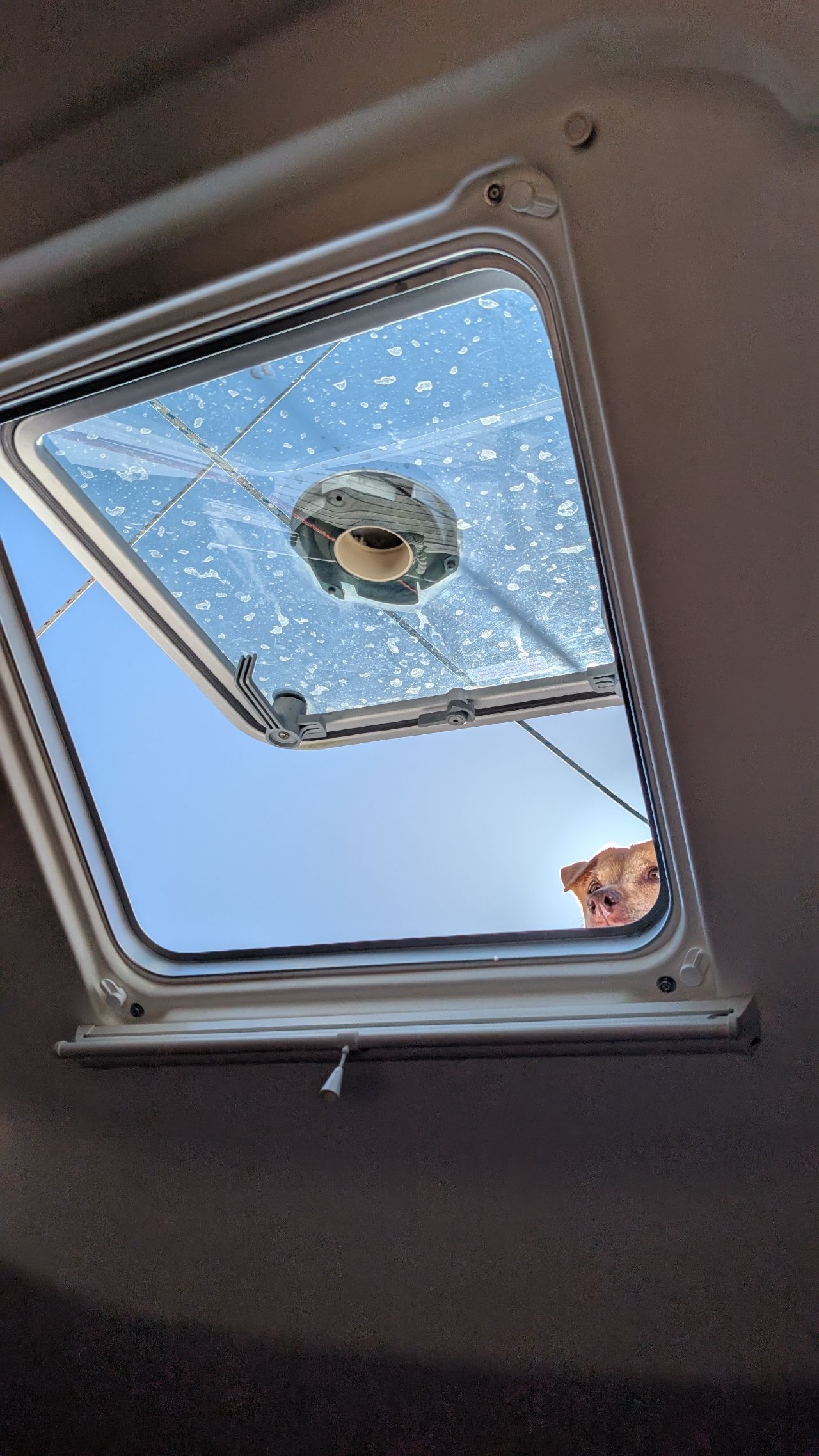 Maui peeking through the overhead deck hatch from below on a sunny day