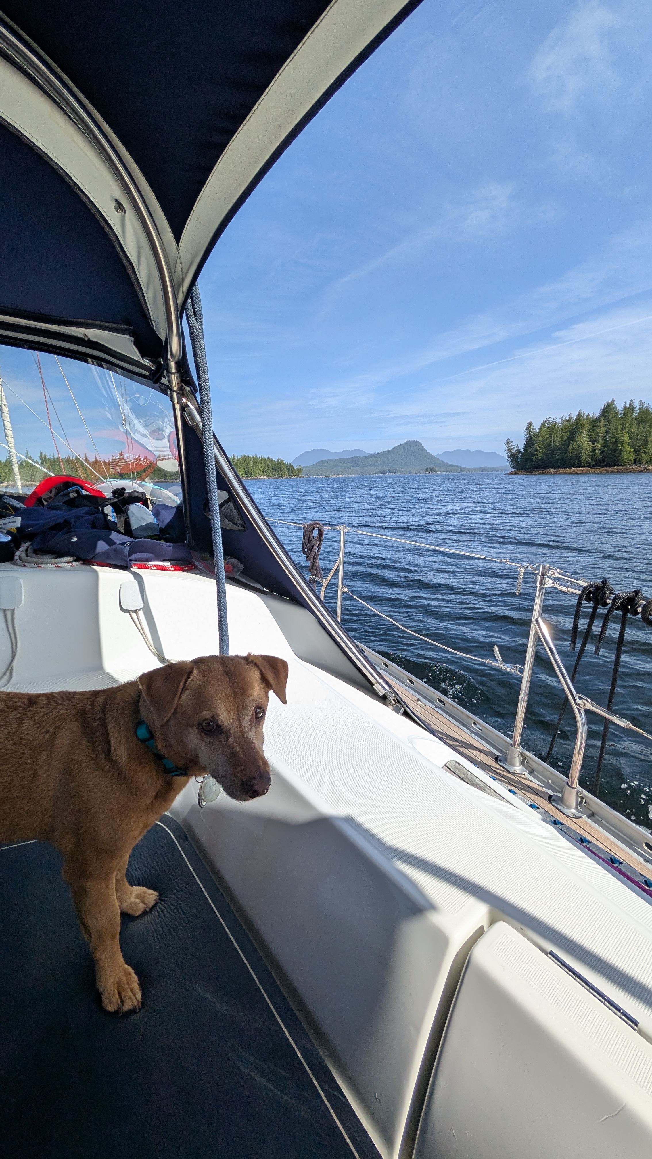 Maui the dog standing in the cockpit with forested mountains and blue sky in the background