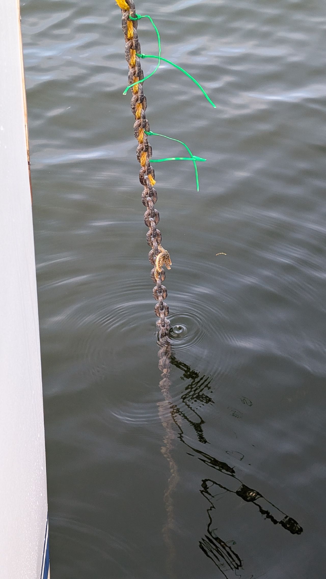 Starfish clinging to the anchor chain as it comes up from the water