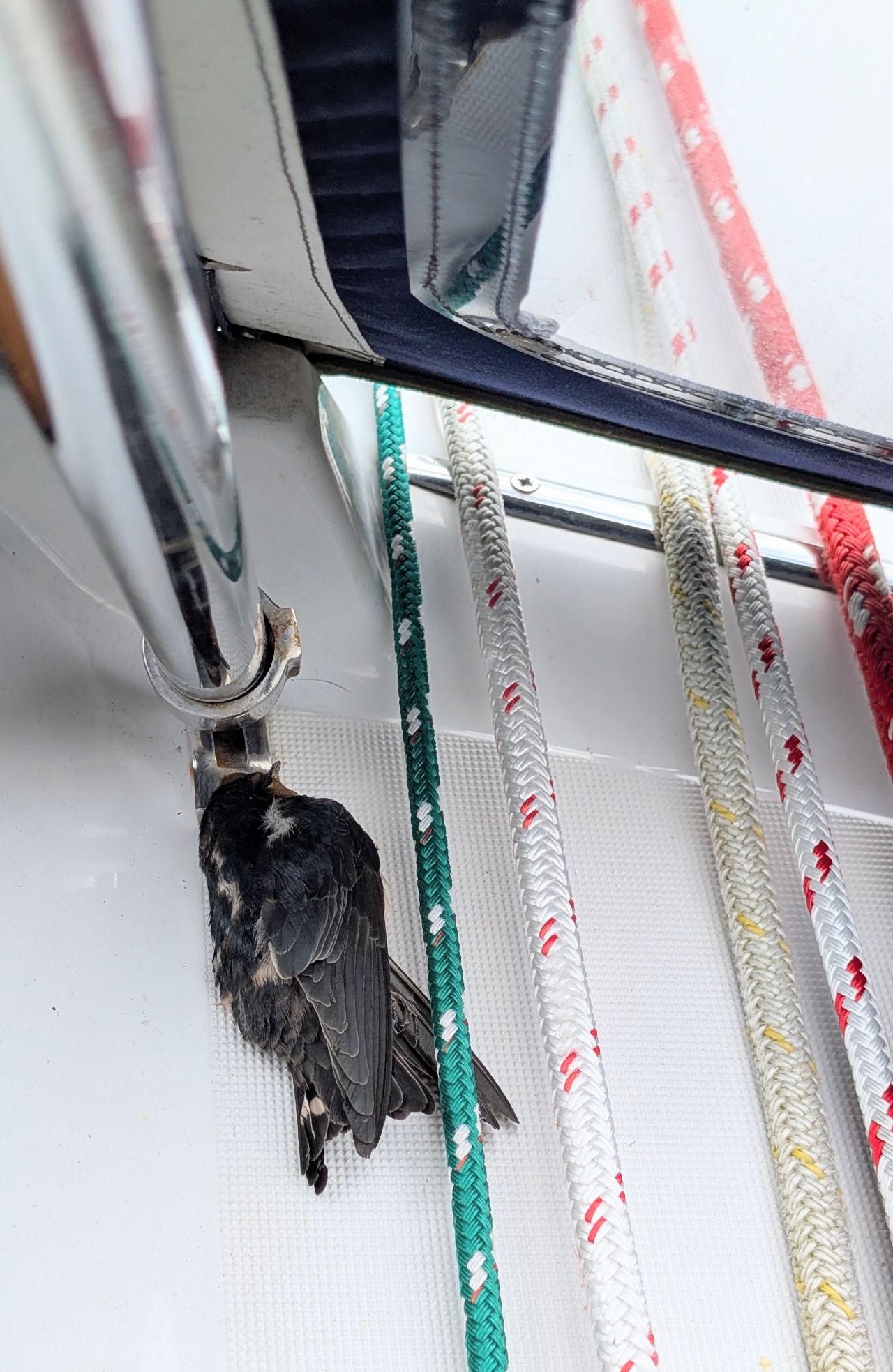 Small bird that got stuck and died near the sailing lines on the boat deck
