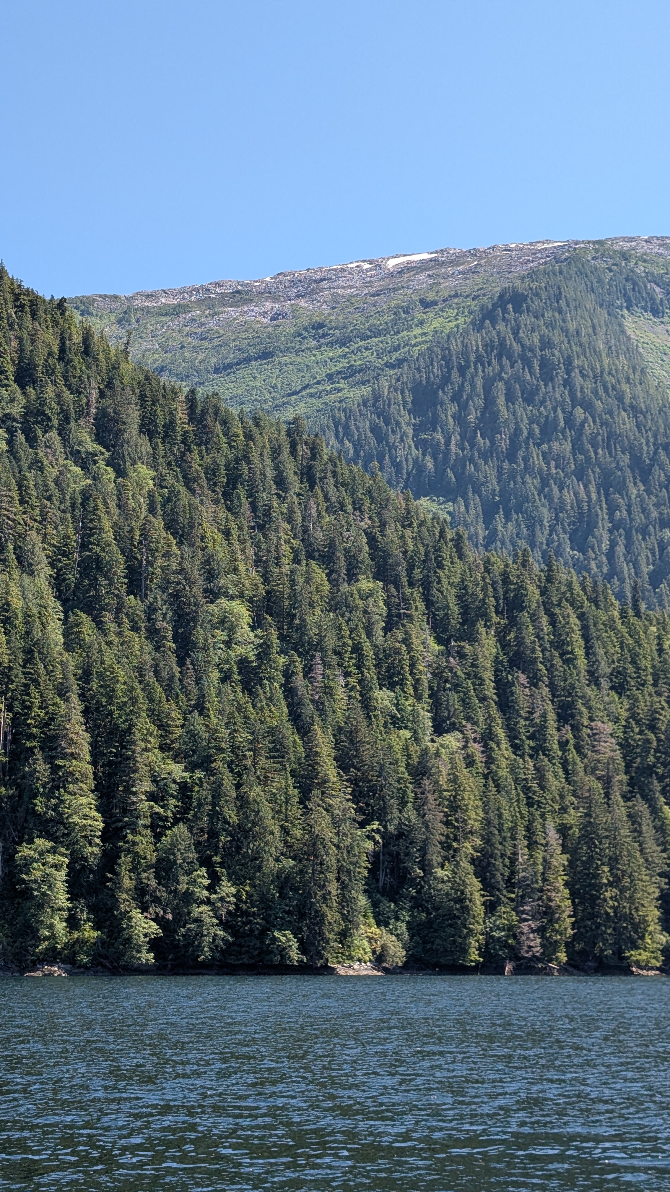 Dense evergreen forest climbing the mountainside along the passage to Kuhntz Inlet