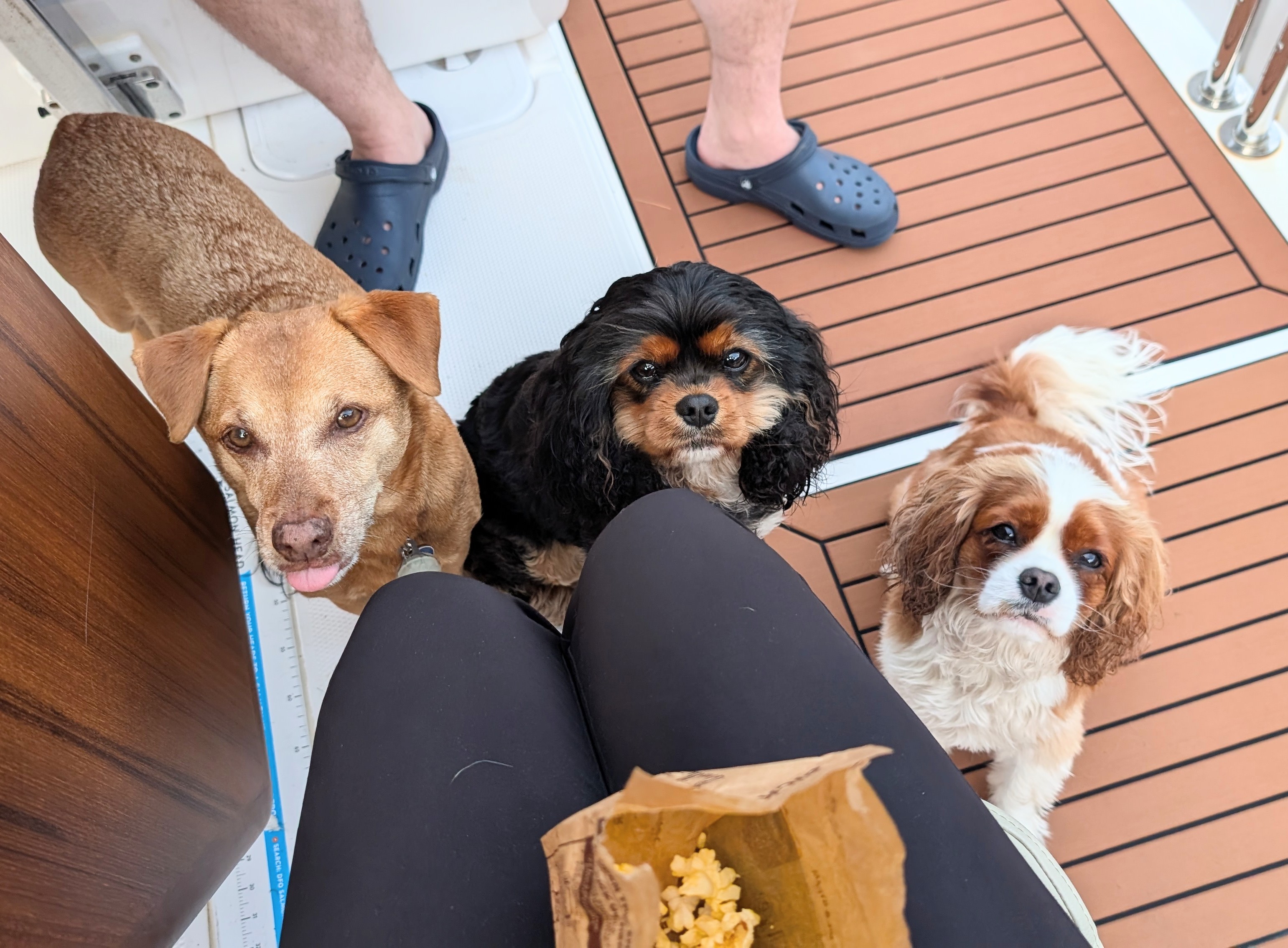 Three dogs looking up expectantly begging for popcorn on the boat deck at Butedale