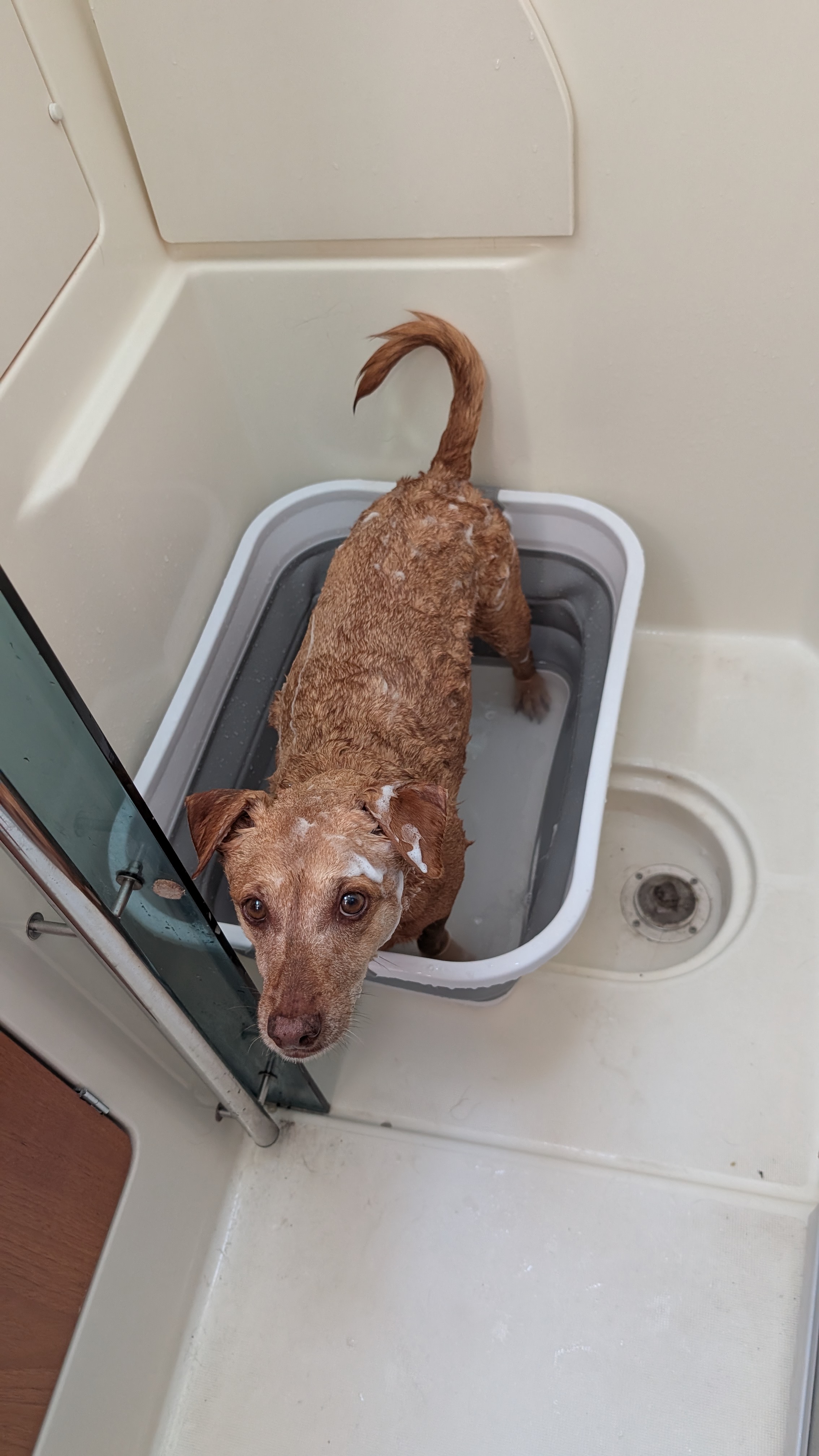 Wet and soapy Maui looking up from his bath tub below deck