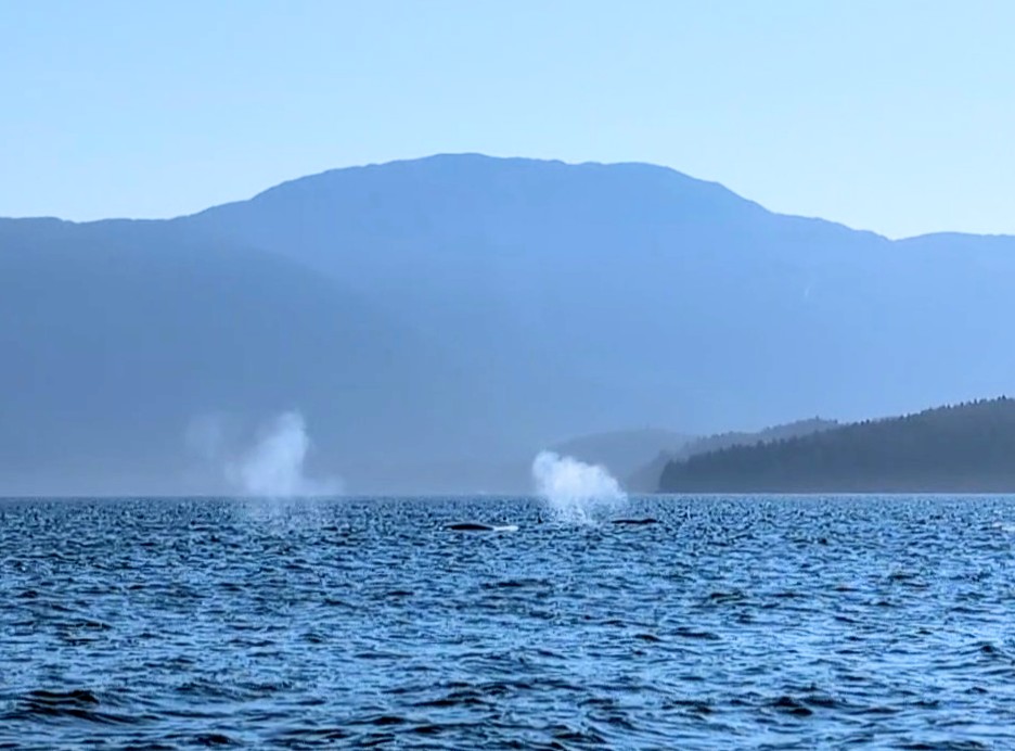 Two humpback whales spouting side by side with a mountain backdrop on the passage south