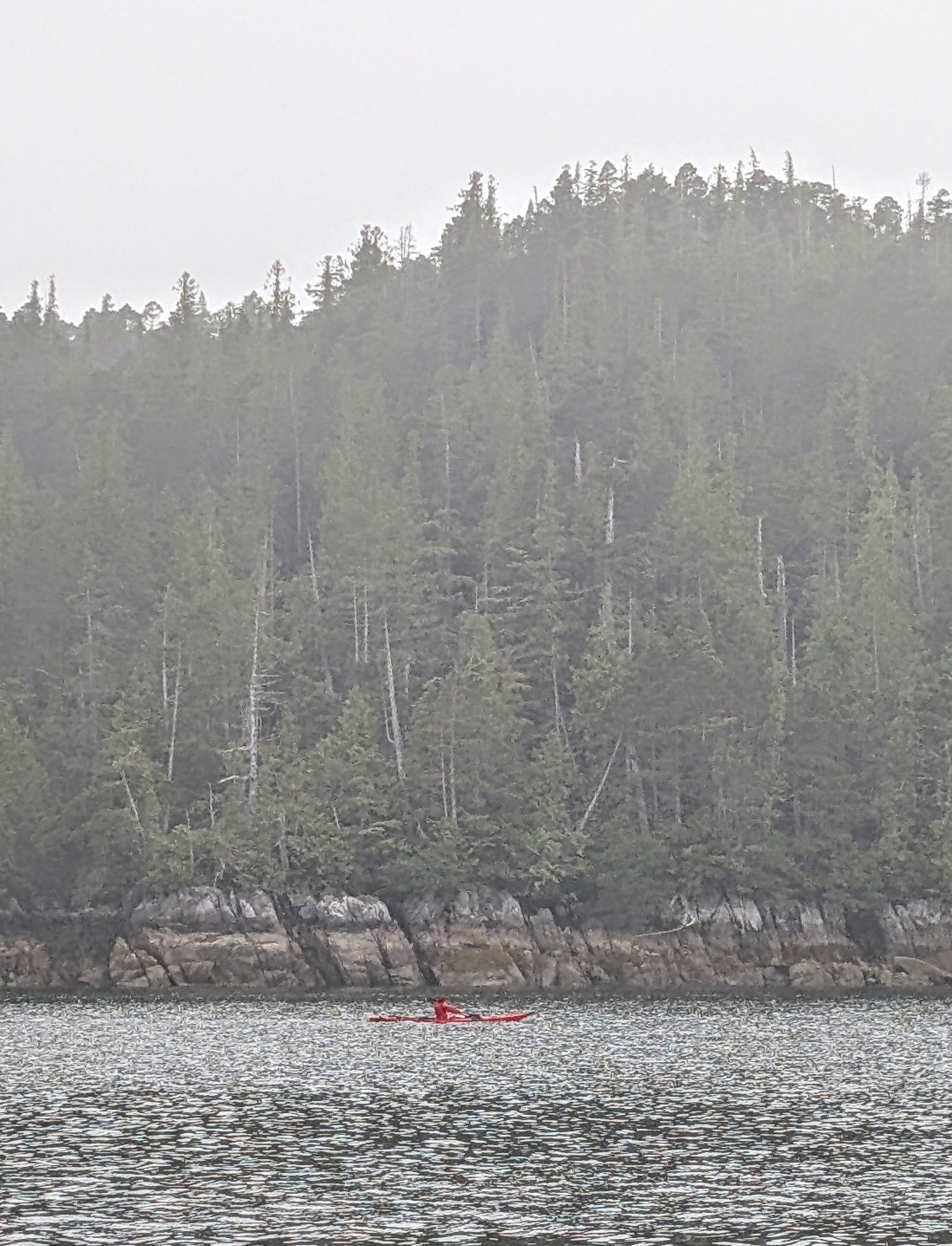 A solo kayaker in a red kayak paddling along a forested shoreline in the fog
