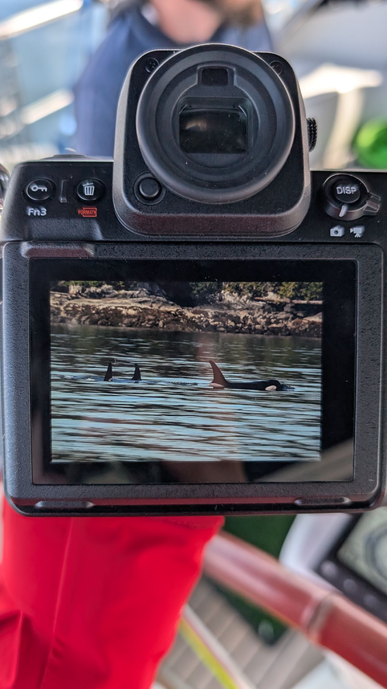 Orca whale photo displayed on the back of a camera LCD screen taken during the passage
