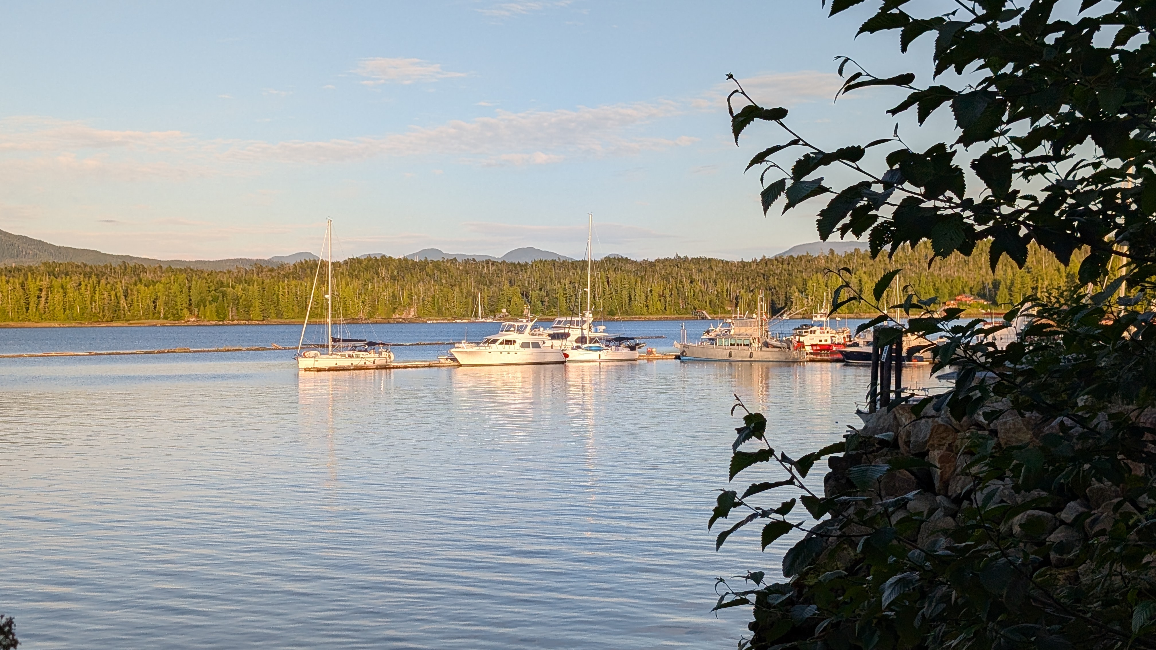 Sailboats and powerboats at the Shearwater dock framed by green foliage on a calm evening