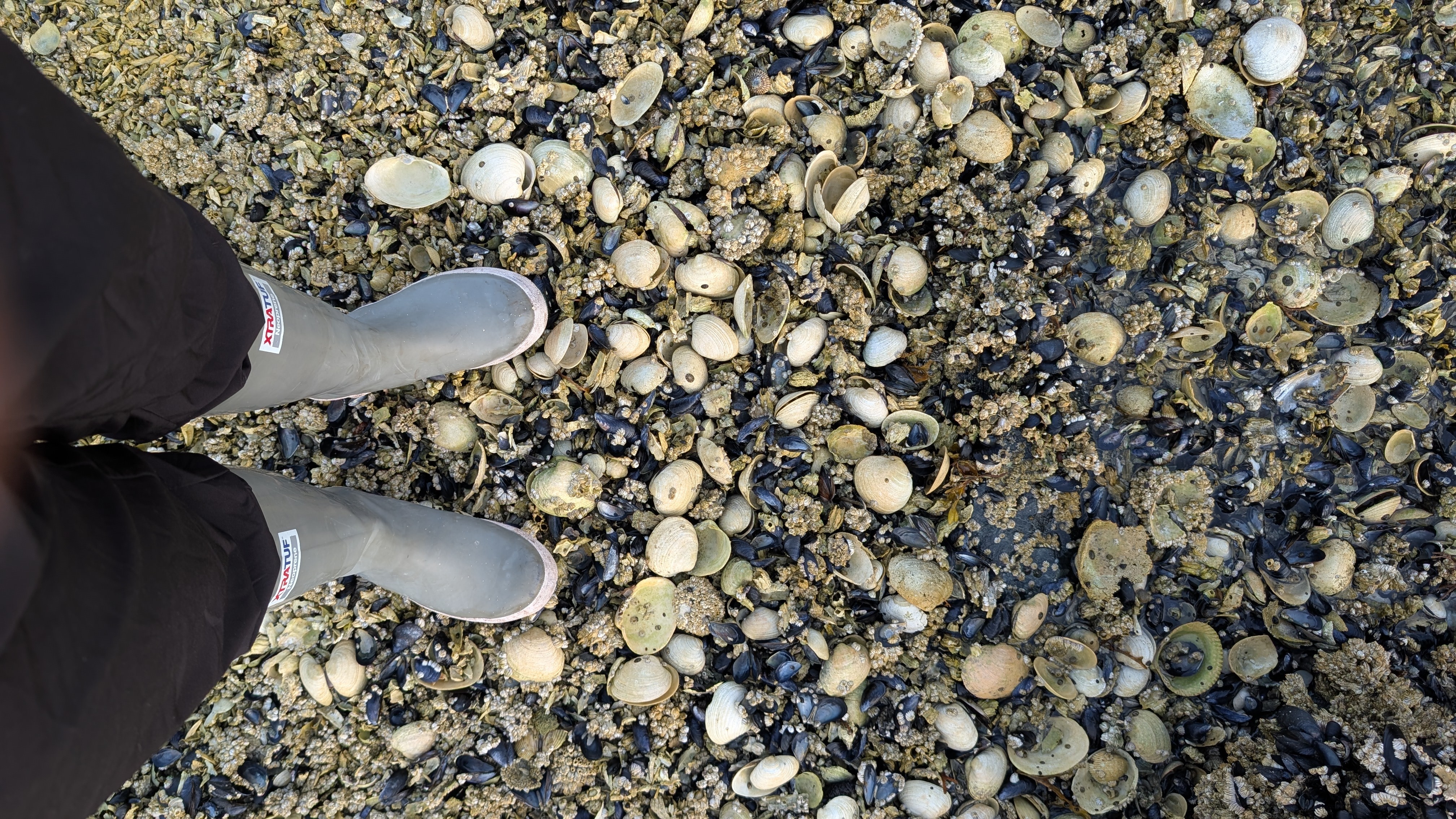 Standing in rubber boots on the shell-covered beach at Fury Cove, covered in clam and mussel shells
