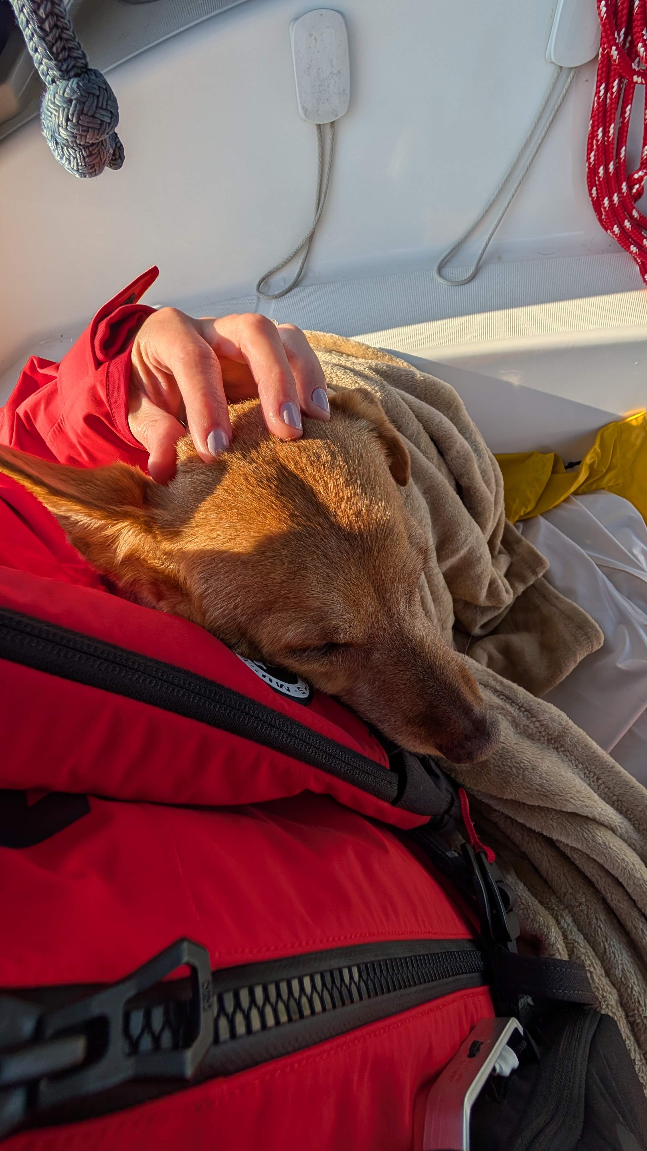 Maui sleeping peacefully on Rachel&rsquo;s lap in the cockpit during the Cape Caution crossing