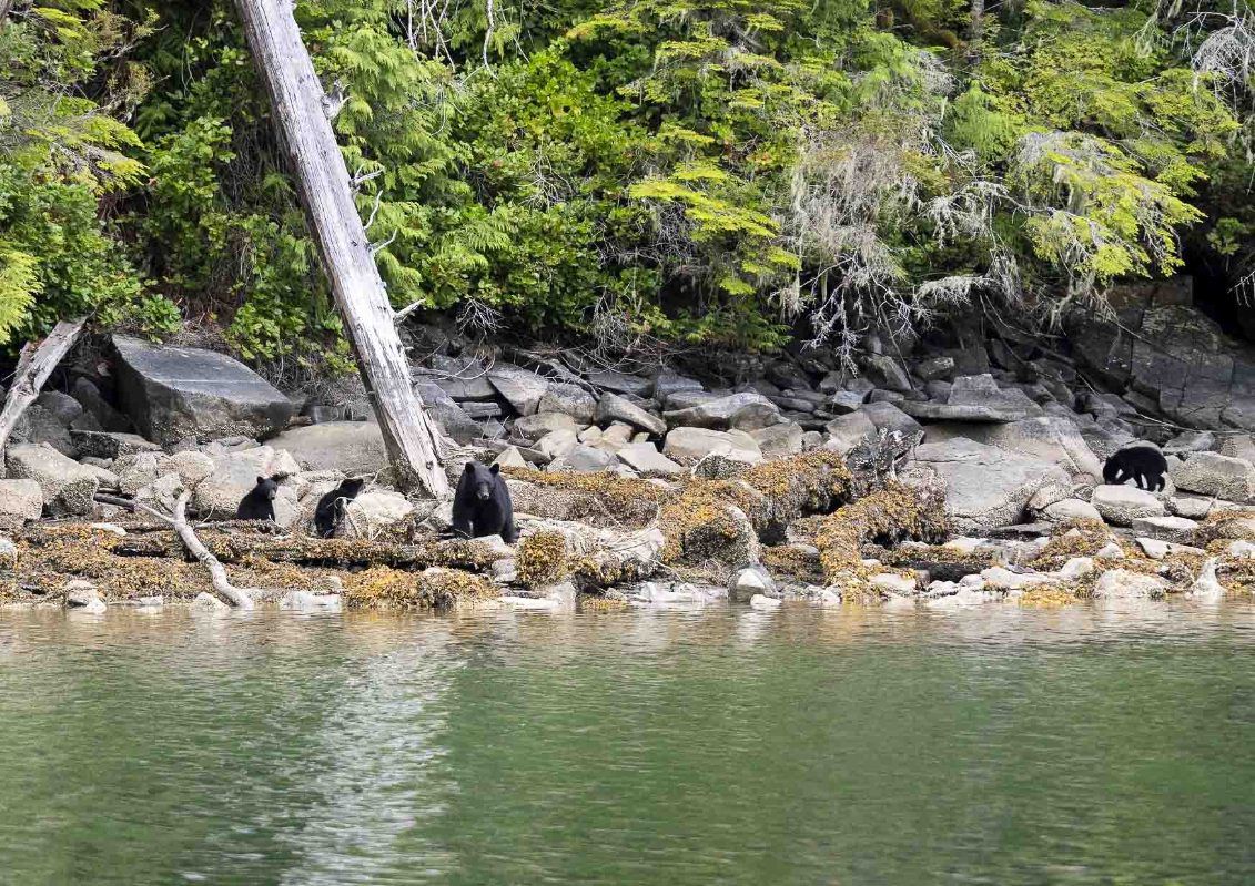 Black bears foraging on the rocky shoreline at Berry Cove with lush green forest behind