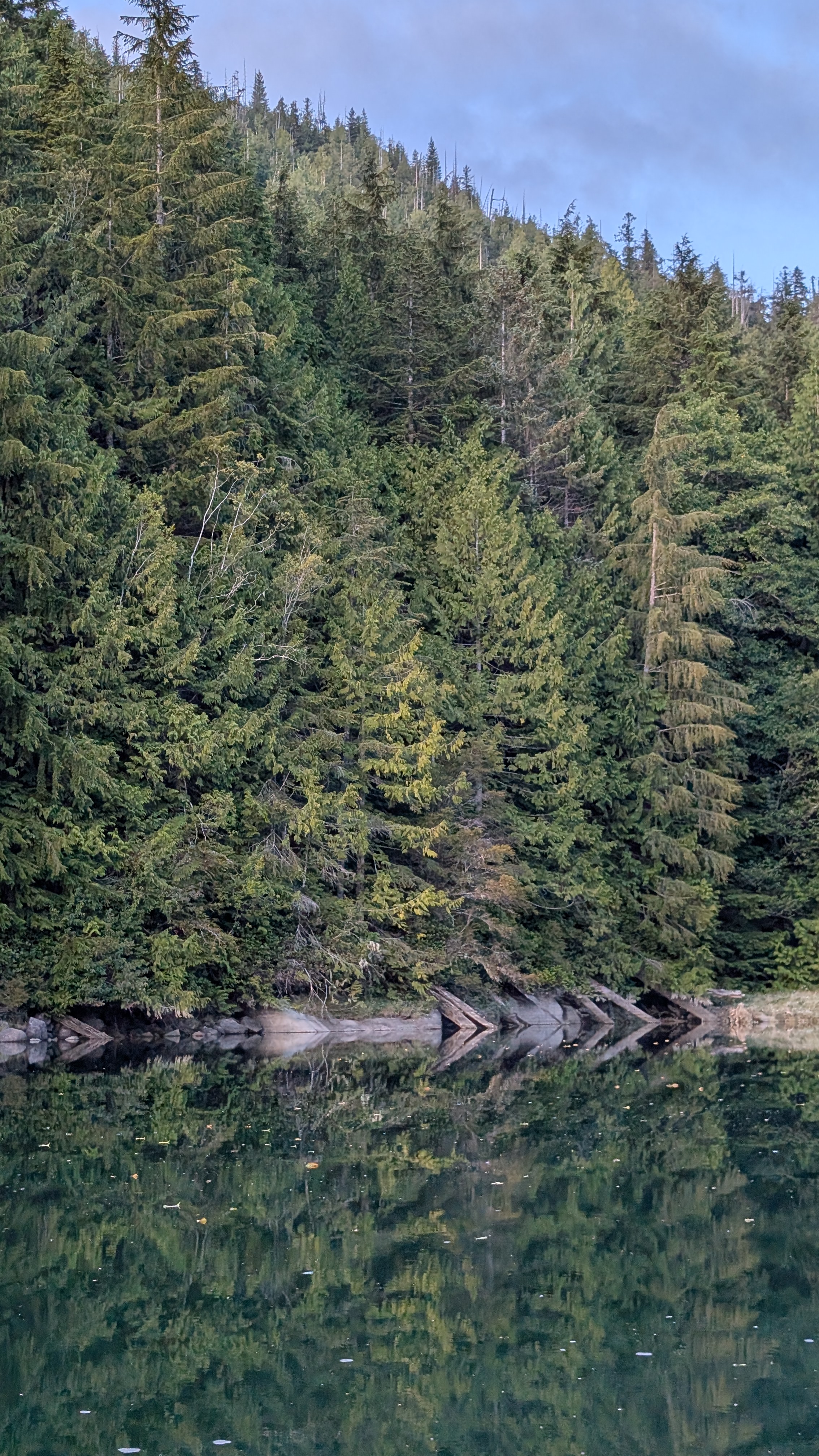 Dense evergreen forest perfectly reflected in the calm green water of Berry Cove