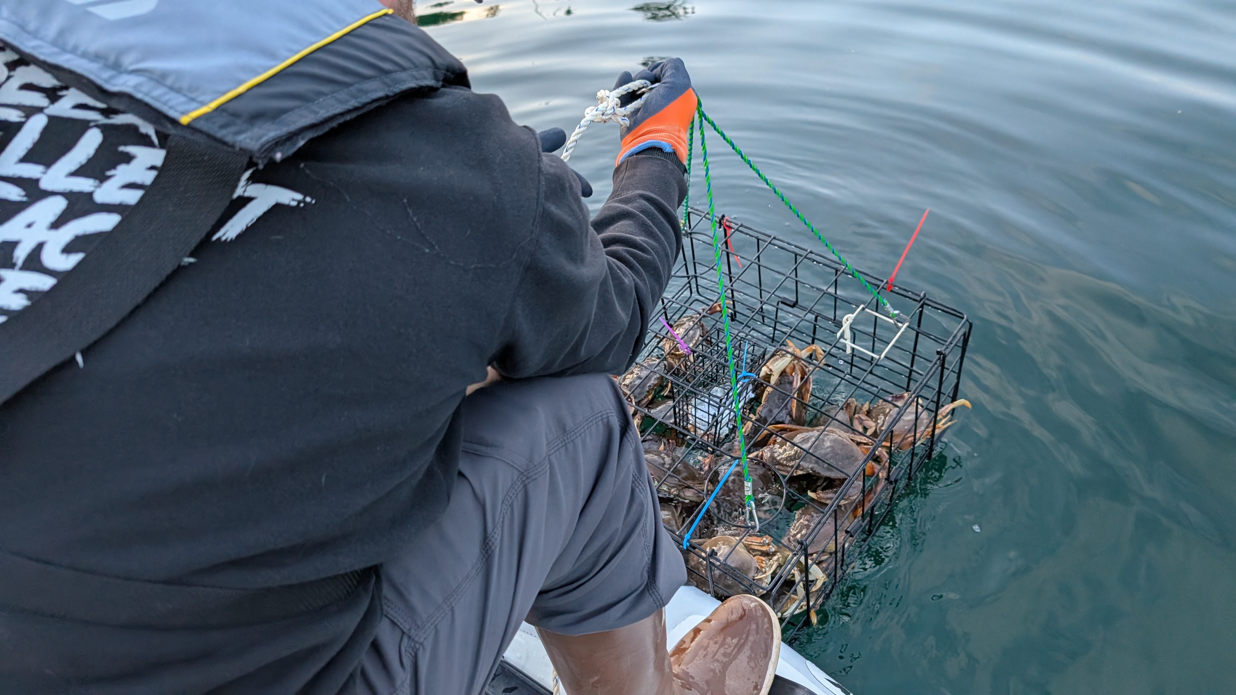Pulling up a crab pot packed full of crabs from the water at Berry Cove