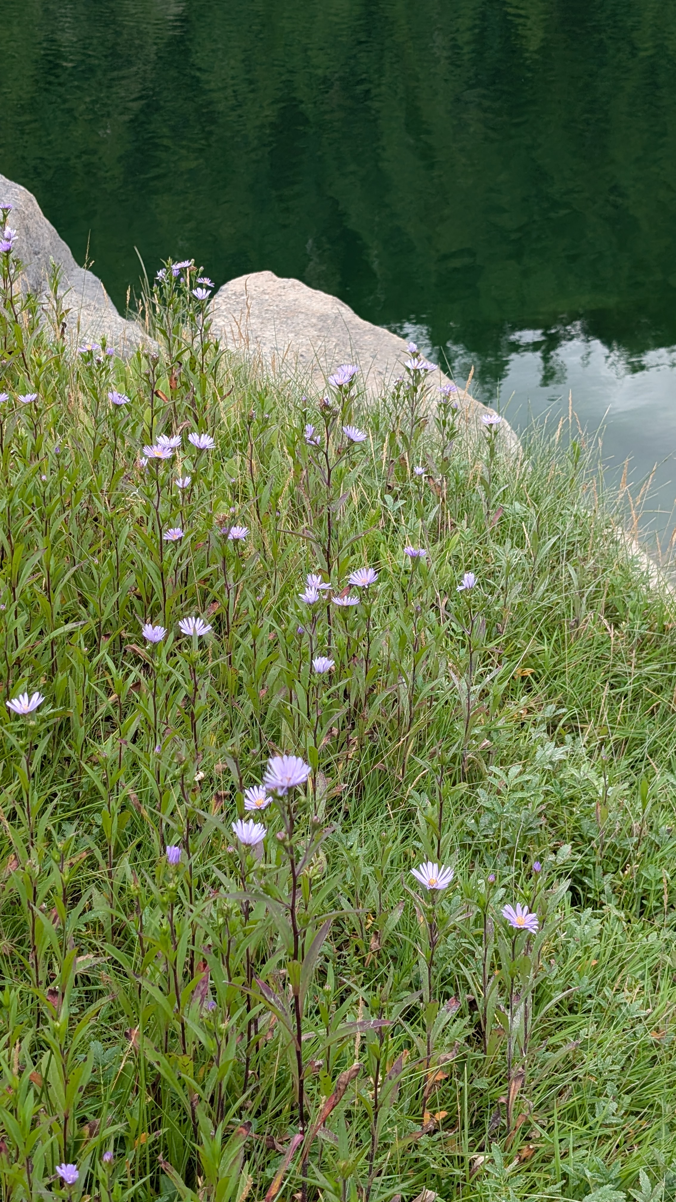 Purple wildflowers growing along the waterside at Berry Cove