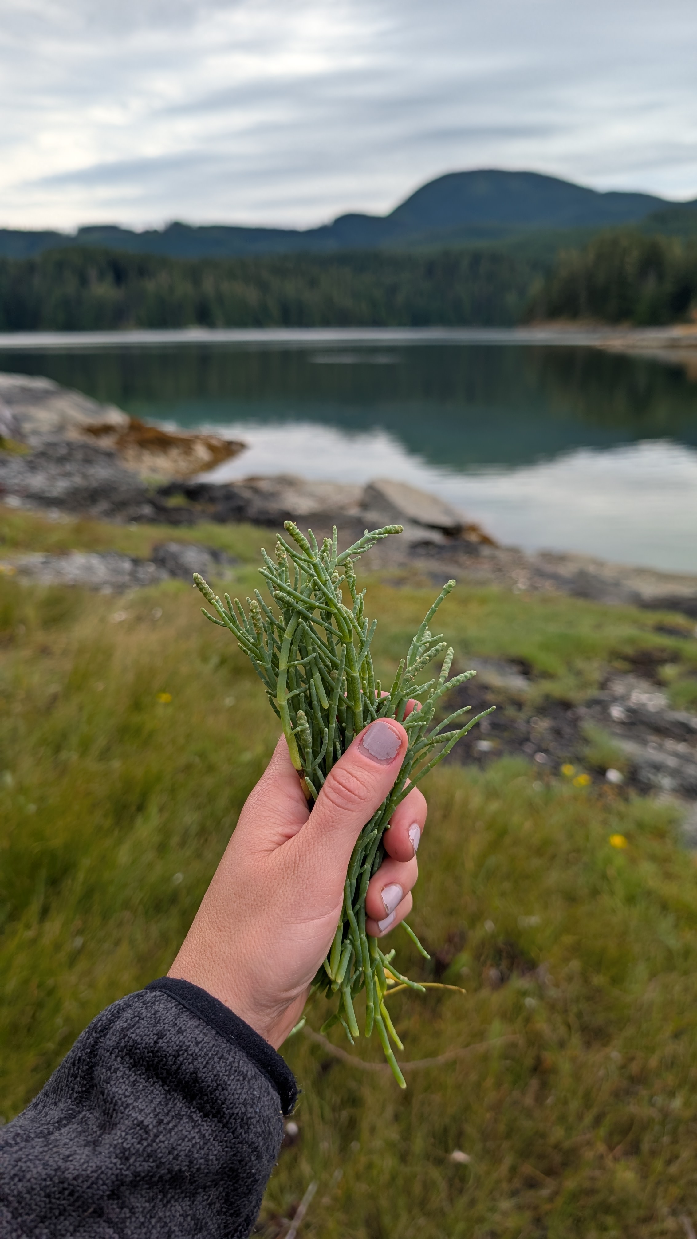 Hand holding a bunch of freshly foraged sea asparagus with the calm bay and mountains in the background