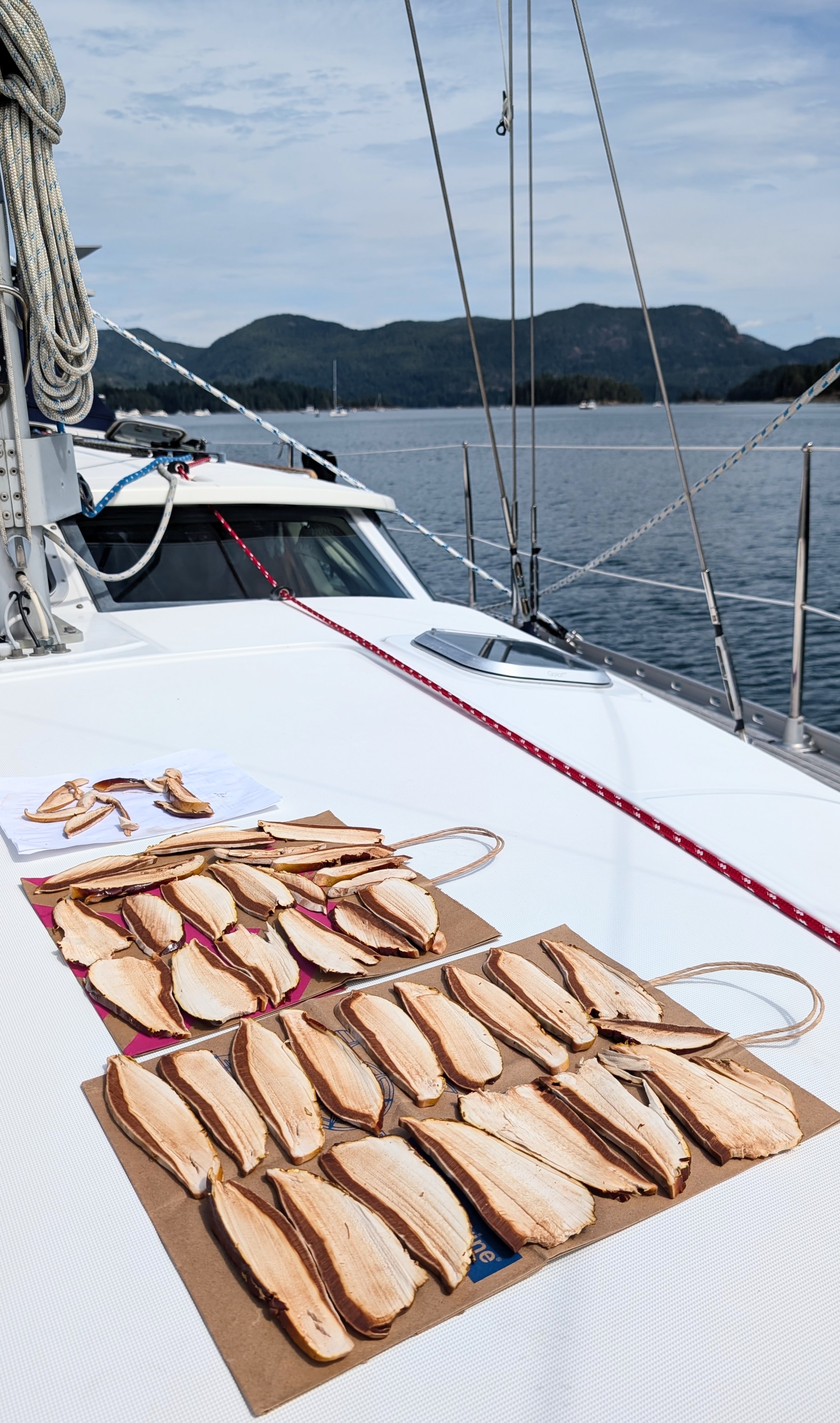 Sliced reishi mushroom laid out to dry on the foredeck of SV Yahara with mountains in the background