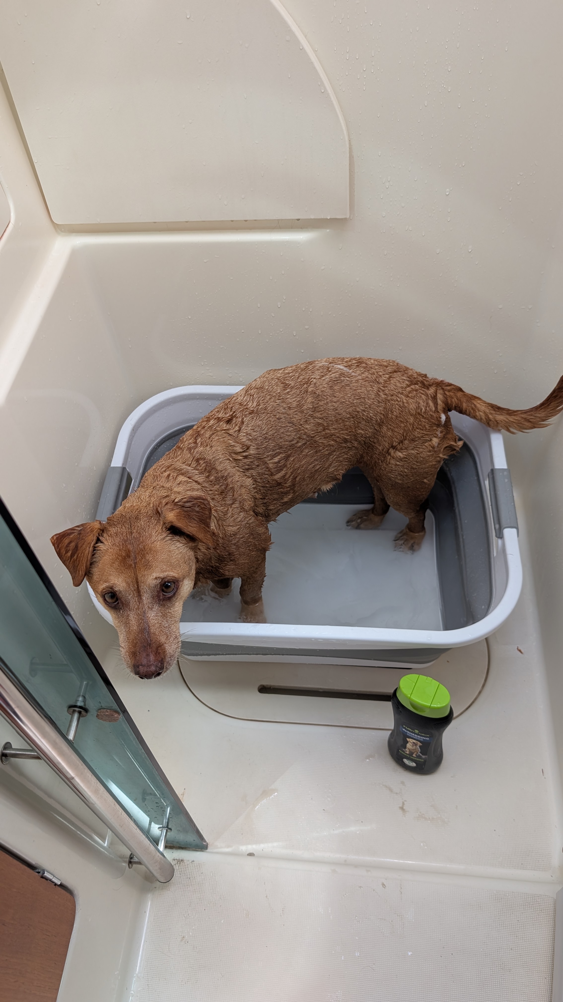 Maui getting a bath in a collapsible tub inside the boat shower for spa day