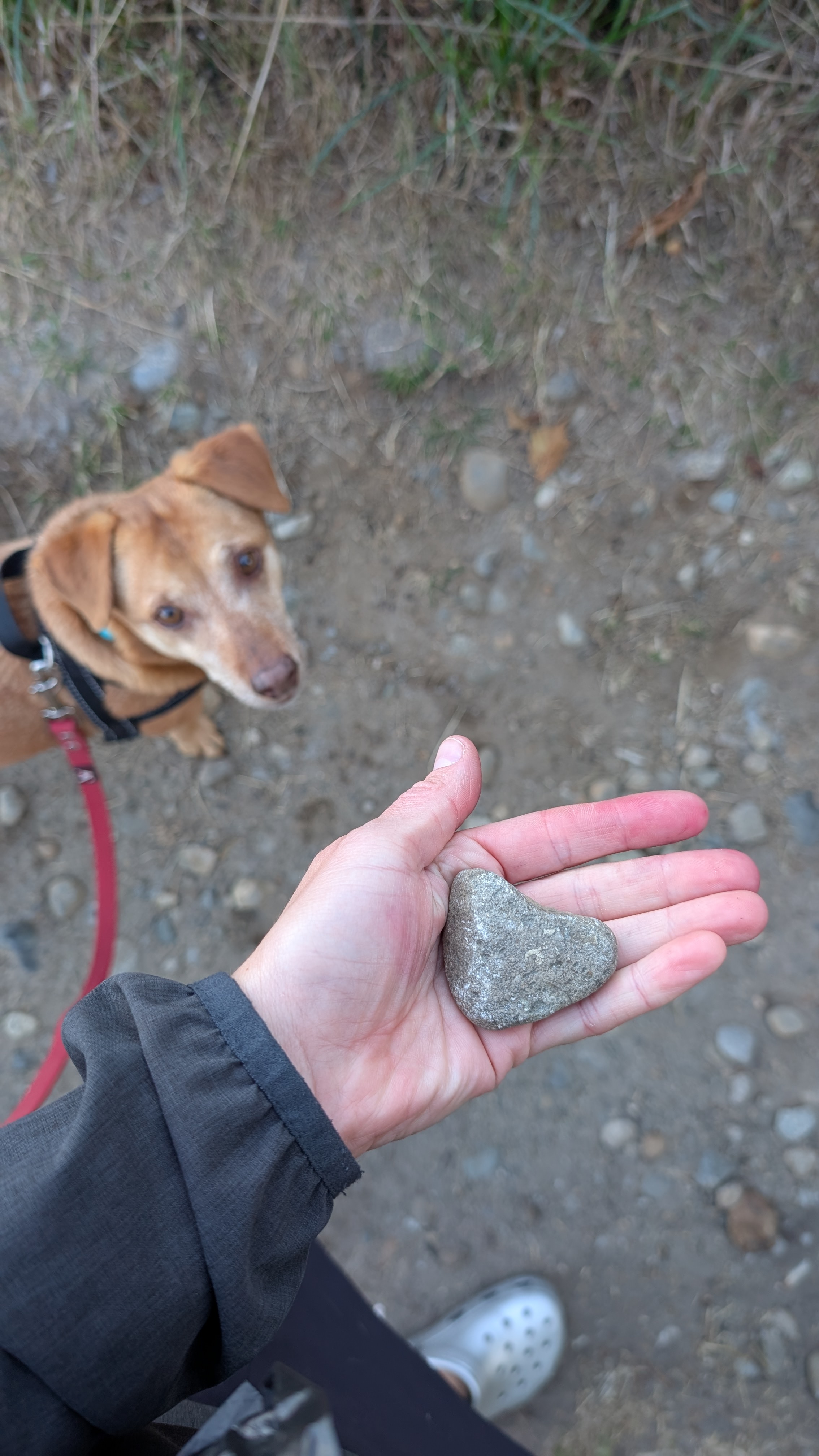Hand holding a heart-shaped rock found on a walk while Maui looks up from below on Hornby Island