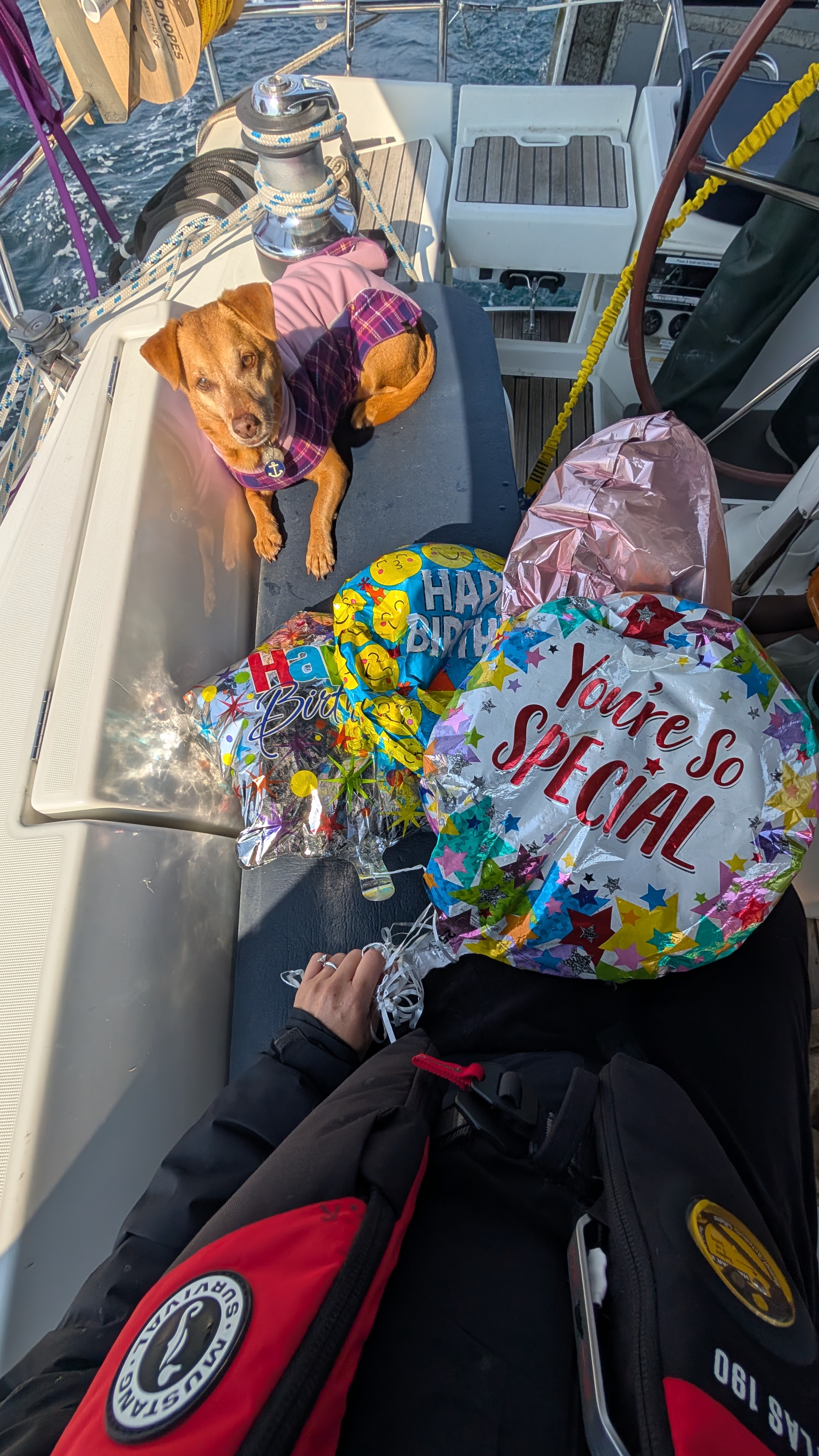 Maui in a plaid jacket lying in the cockpit next to Happy Birthday and You&rsquo;re So Special balloons fished from the ocean