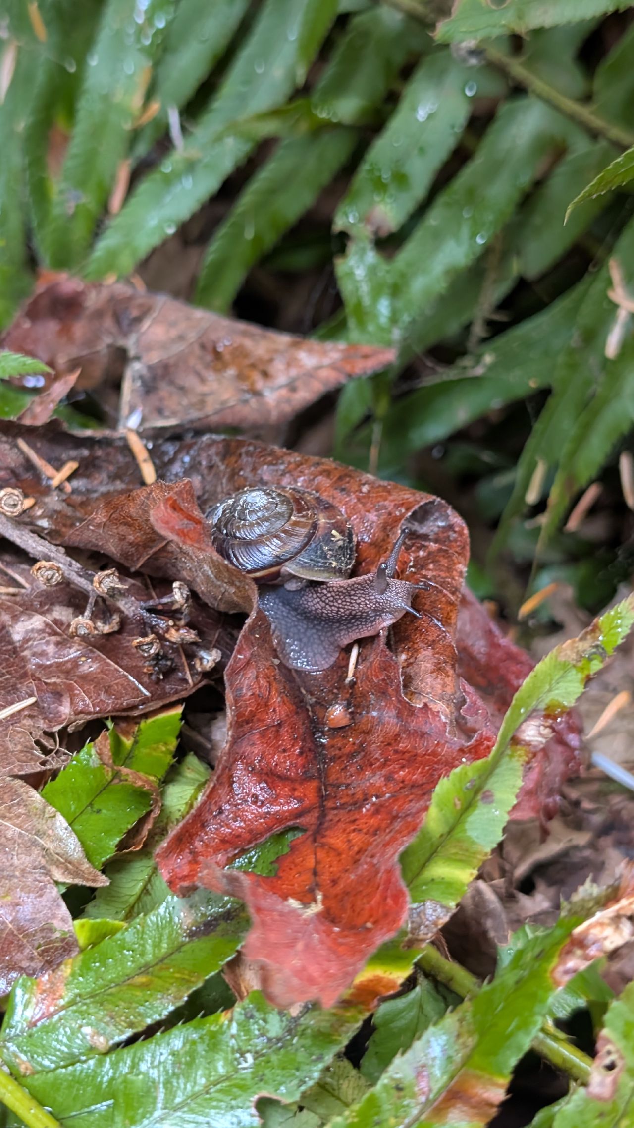 Small snail crawling on a wet red leaf among ferns on the Blake Island hiking trail