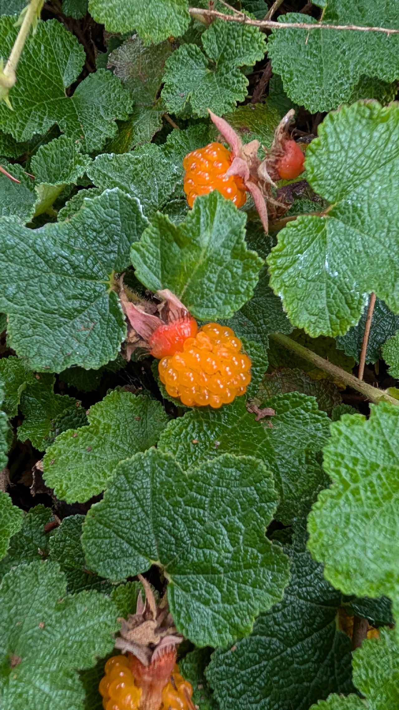 Ripe orange creeping raspberries growing among green leaves found while walking near Gig Harbor