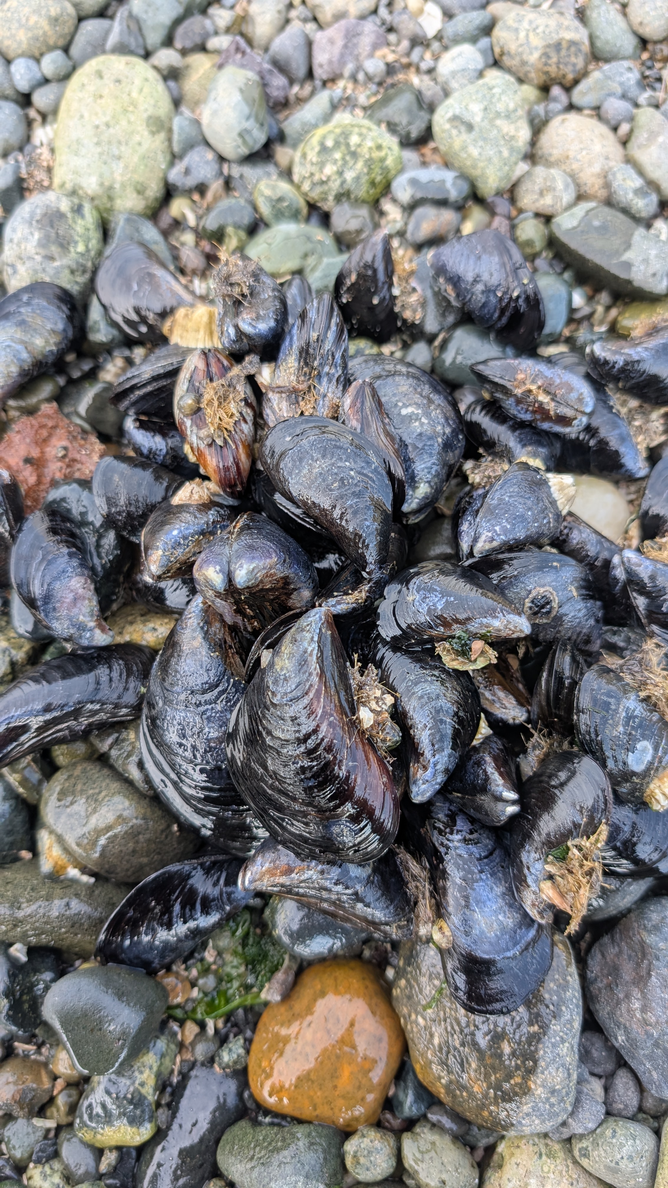Close-up of a cluster of dark mussels attached to the rocky beach at McMicken Island